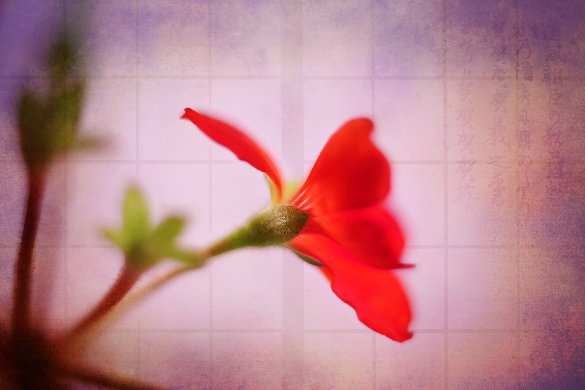 Canon EF 50mm F2.5 Macro sample photo. Ronin photography