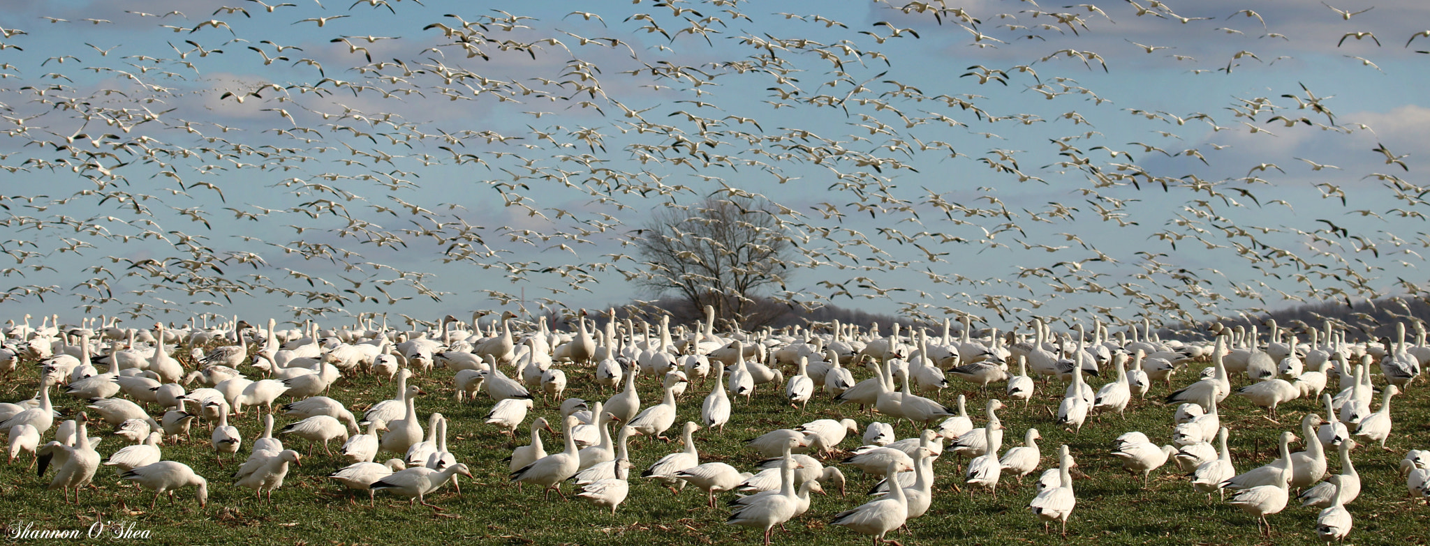 Canon EF 100-400mm F4.5-5.6L IS USM sample photo. Snow geese...and lots of 'em photography