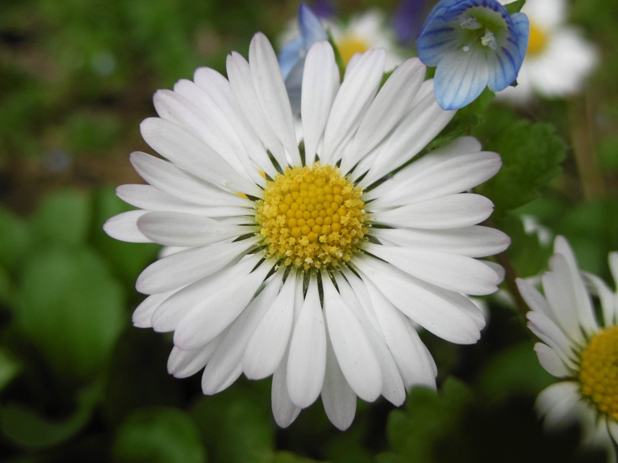 Panasonic DMC-SZ8 sample photo. Sweet daisy photography