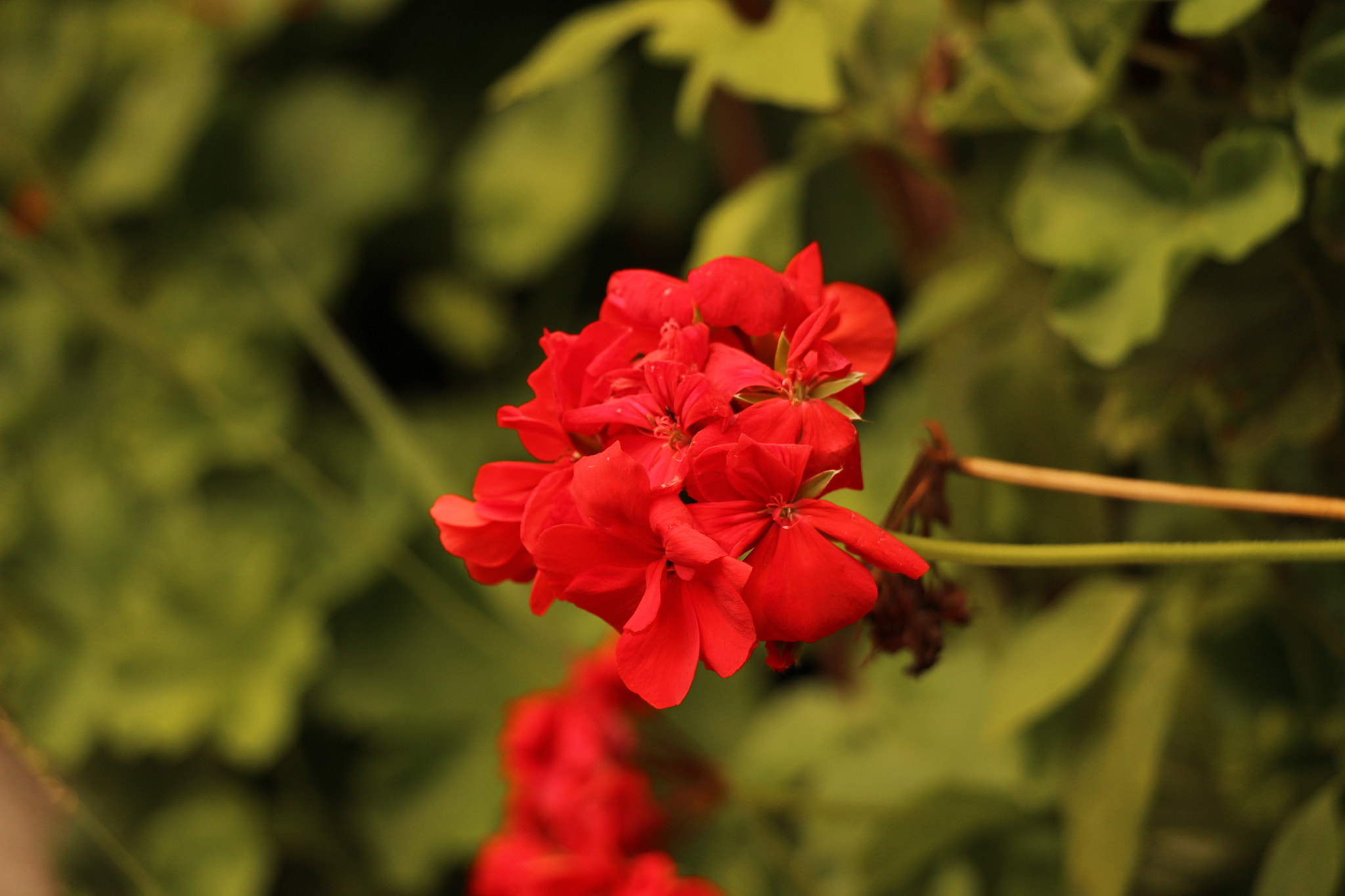 Canon EF 22-55mm f/4-5.6 USM sample photo