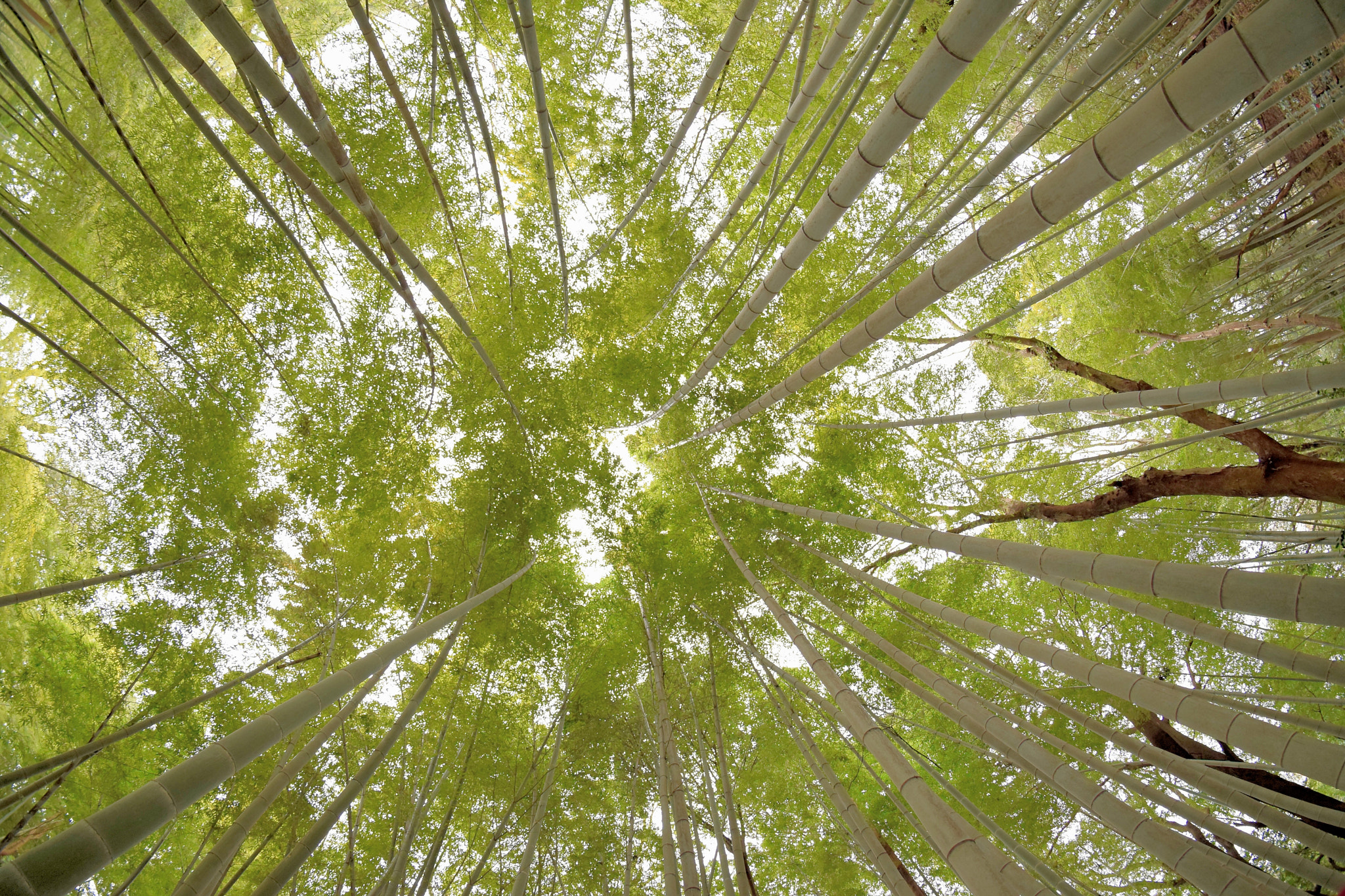 Nikon D5300 + Sigma 10mm F2.8 EX DC HSM Diagonal Fisheye sample photo. Bamboo photography