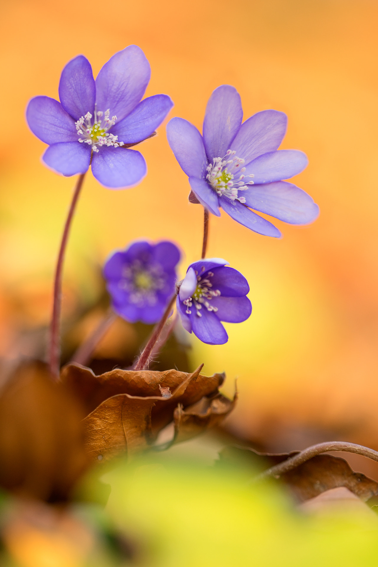 Sigma 150mm f/2.8 EX DG OS HSM APO Macro sample photo. Hepatica nobilis photography
