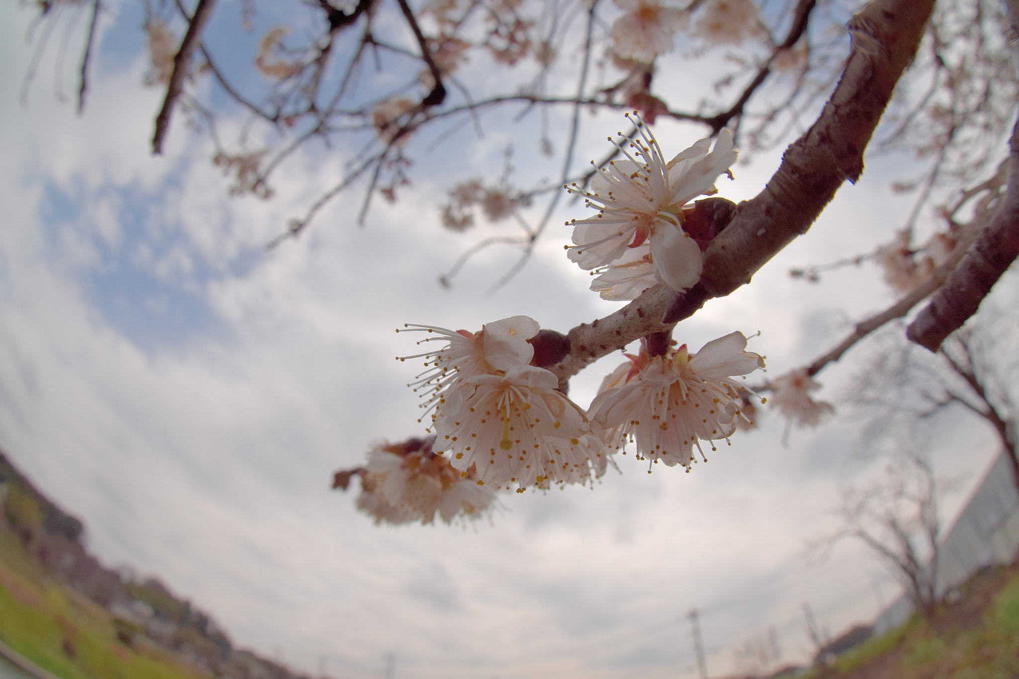 Nikon D5300 + Sigma 10mm F2.8 EX DC HSM Diagonal Fisheye sample photo. It blooms towards the sky photography