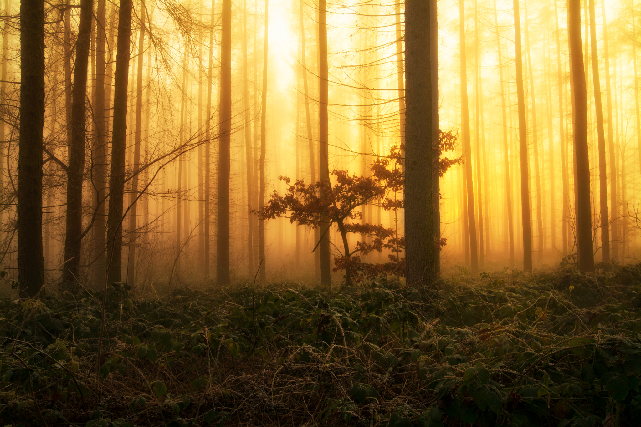 Nikon D7100 + Sigma 18-50mm F2.8 EX DC sample photo. My time of the day photography