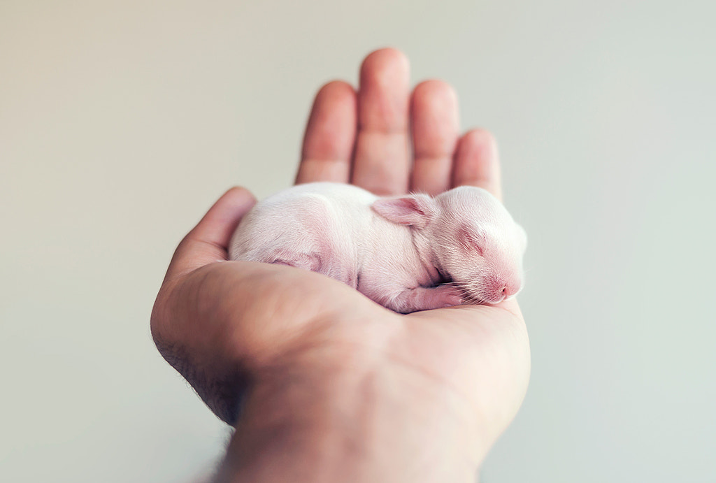 This Newborn Bunny In A Sock Is The Cutest Thing You Ll See All Day 500px