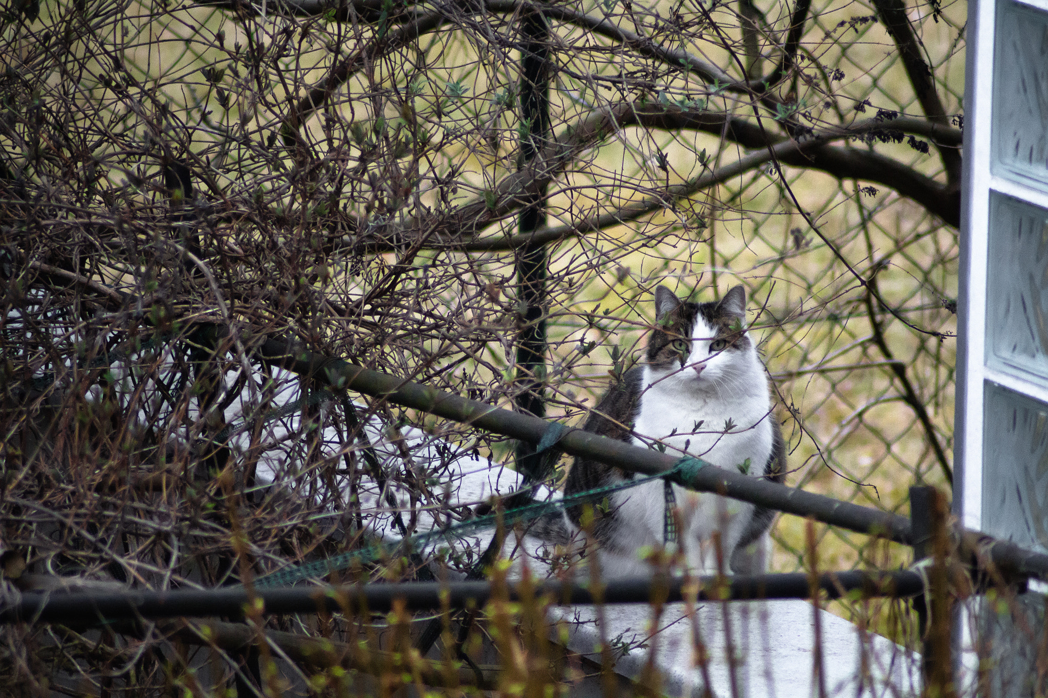 Canon EOS M sample photo. Prey ahead photography