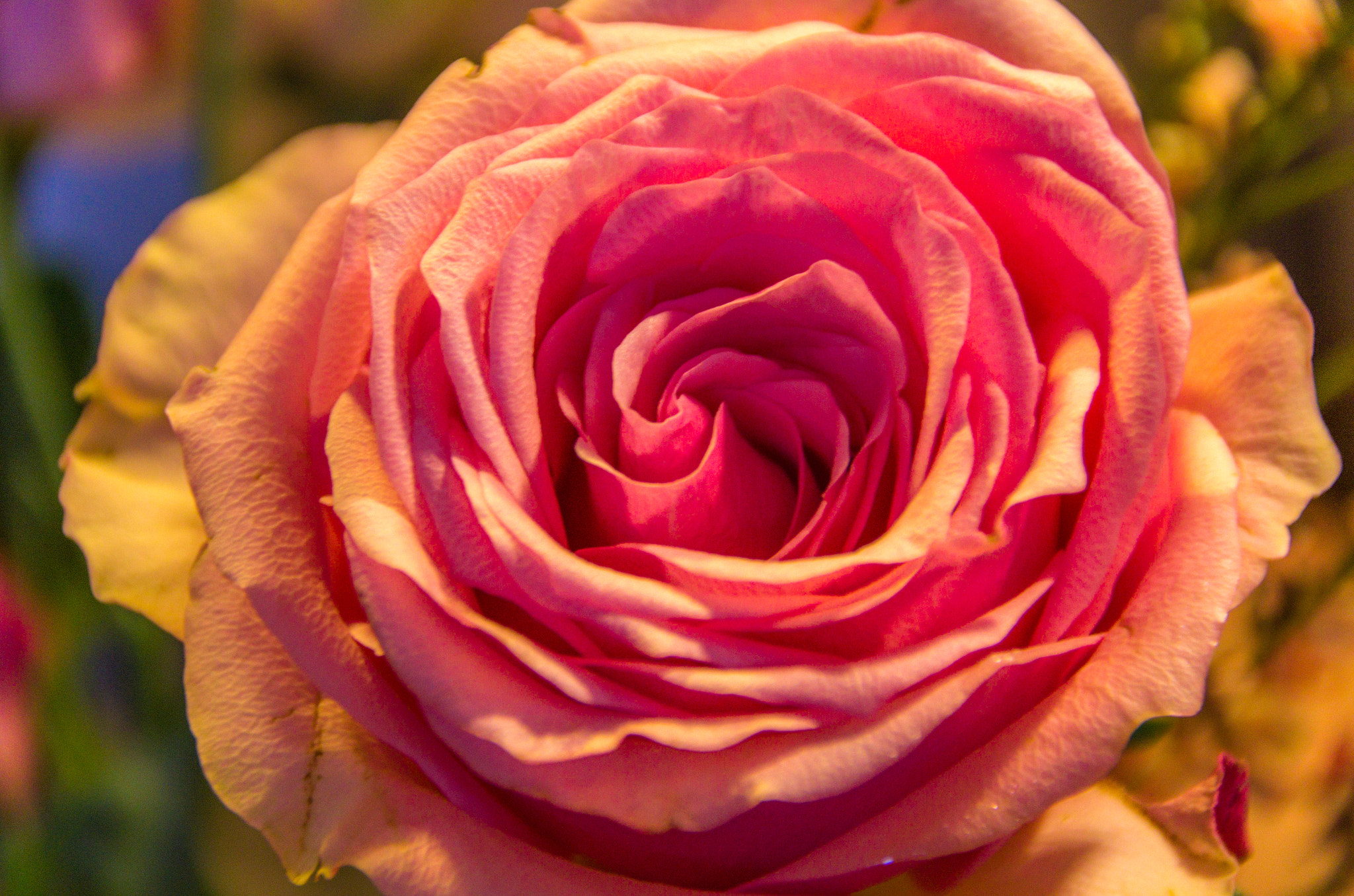 Pentax K-5 + Sigma 18-200mm F3.5-6.3 II DC OS HSM sample photo. Red rose photography