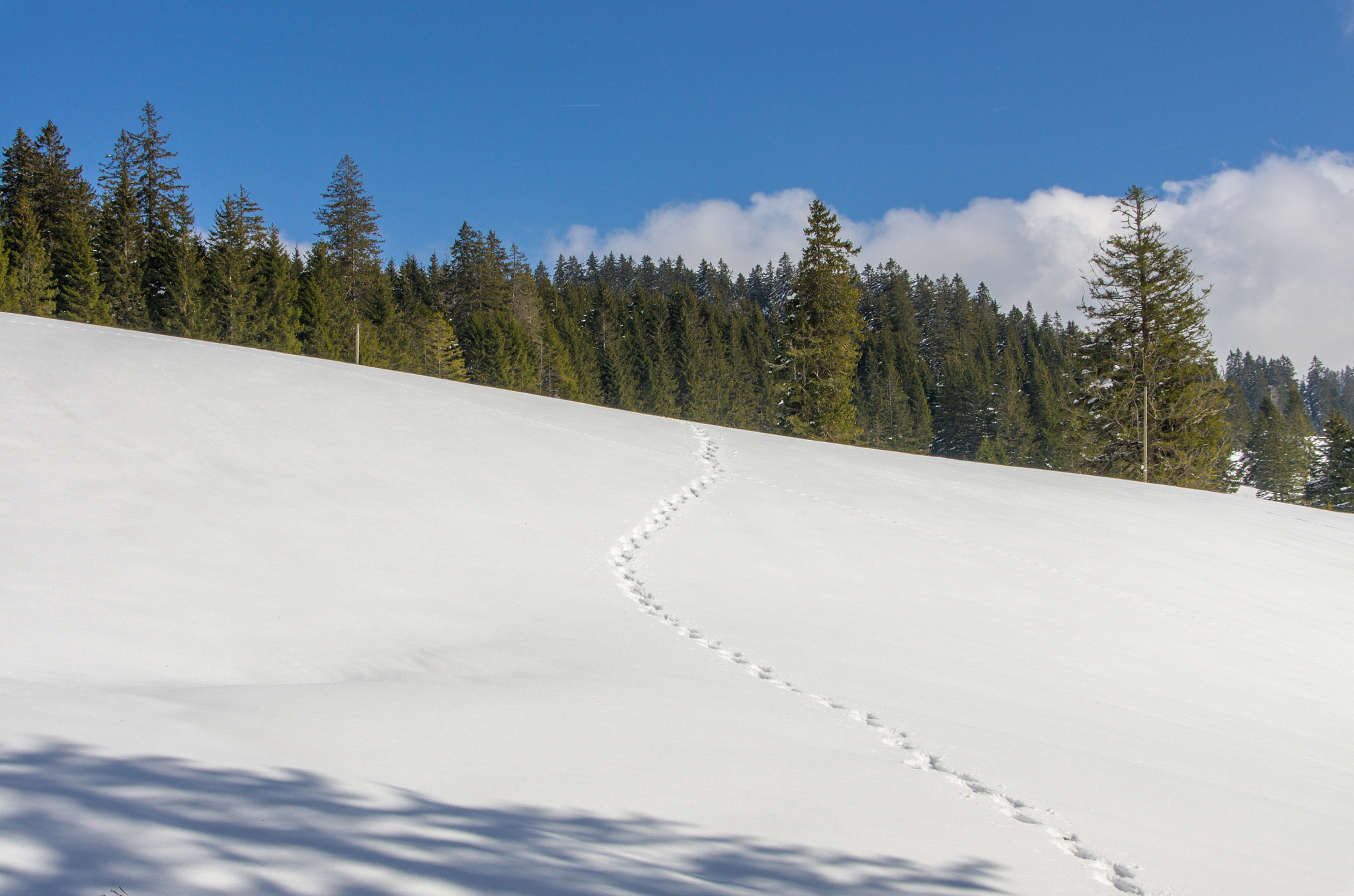 Pentax K-5 + Sigma 18-200mm F3.5-6.3 II DC OS HSM sample photo. Way to the forest photography