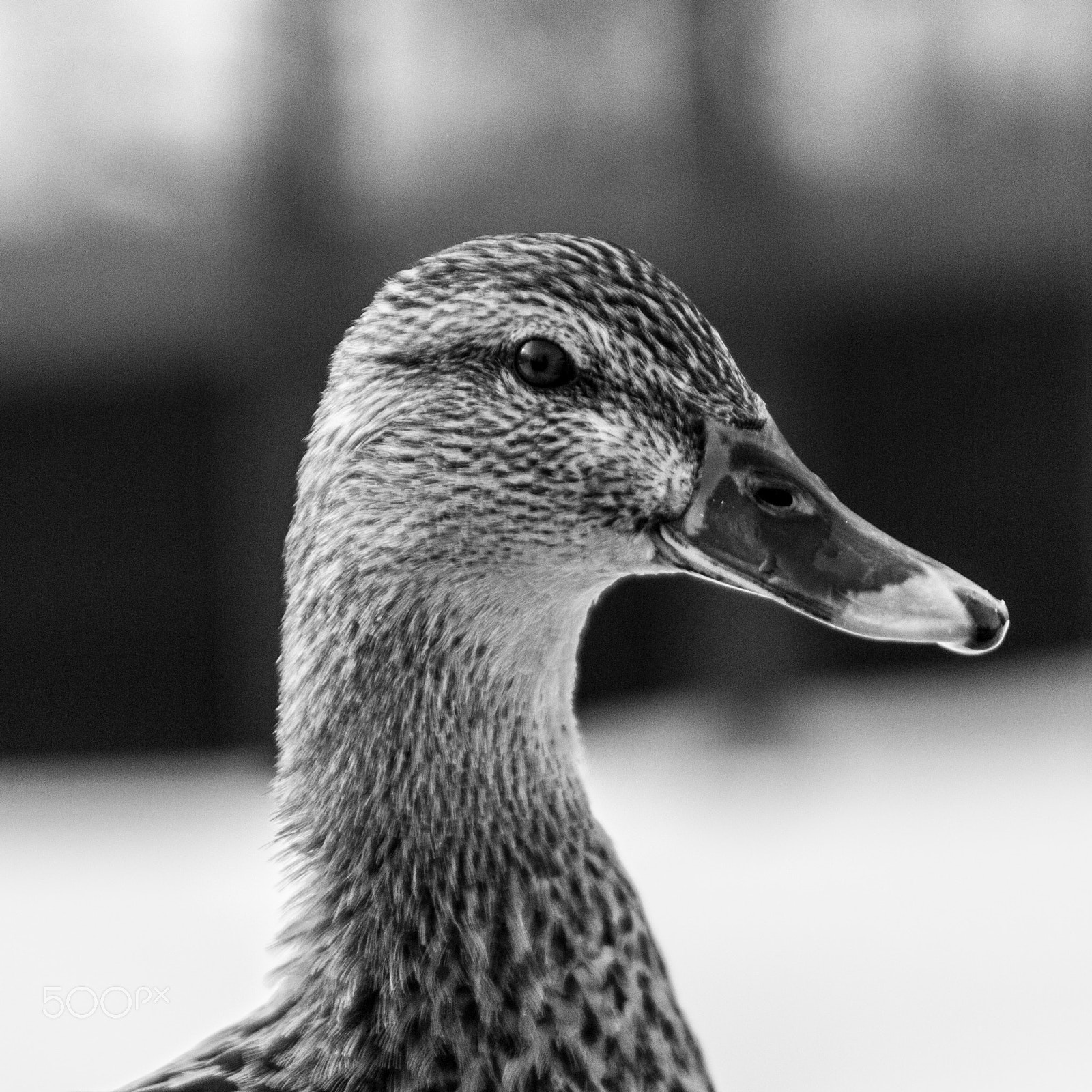 Canon EF 70-200mm F2.8L IS USM sample photo. Birdie photography
