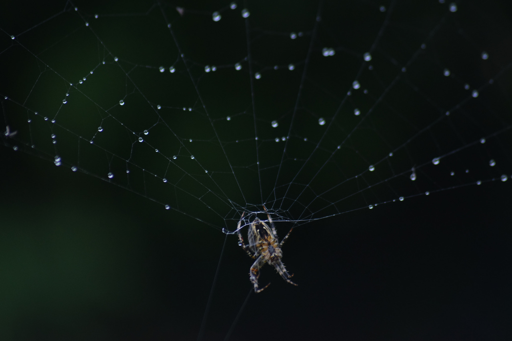 Nikon D3300 + Sigma 70-300mm F4-5.6 APO Macro Super II sample photo. Spider web photography