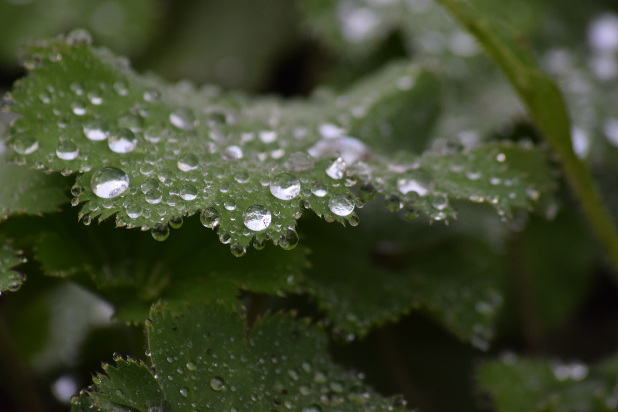 Sigma 70-300mm F4-5.6 APO Macro Super II sample photo. Drops photography