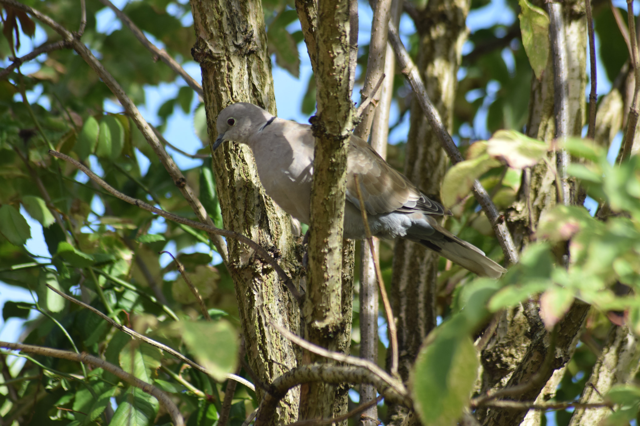 Nikon D3300 + Sigma 70-300mm F4-5.6 APO Macro Super II sample photo. Lonely dove photography