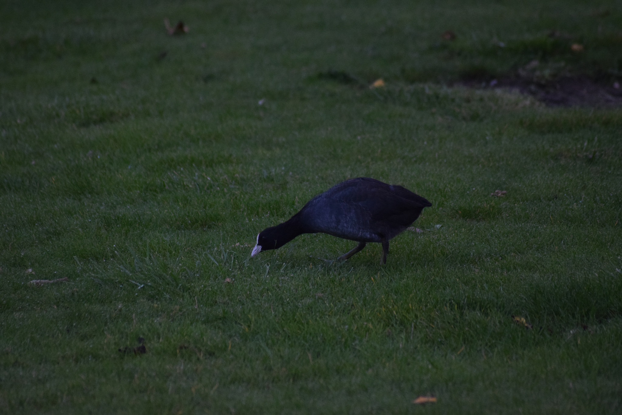 Sigma 70-300mm F4-5.6 APO Macro Super II sample photo. Bird feeding photography