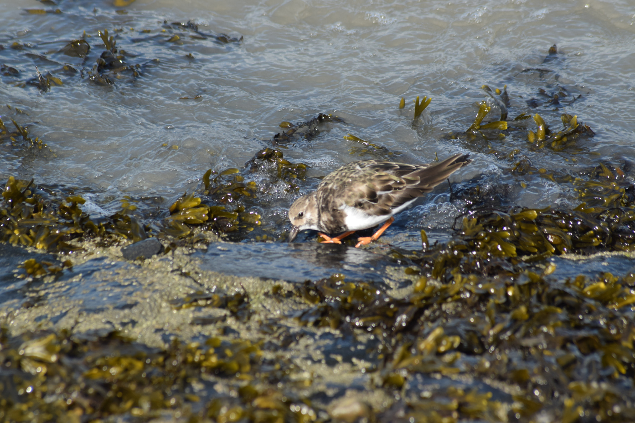 Nikon D3300 + Sigma 70-300mm F4-5.6 APO Macro Super II sample photo. Sea bird photography