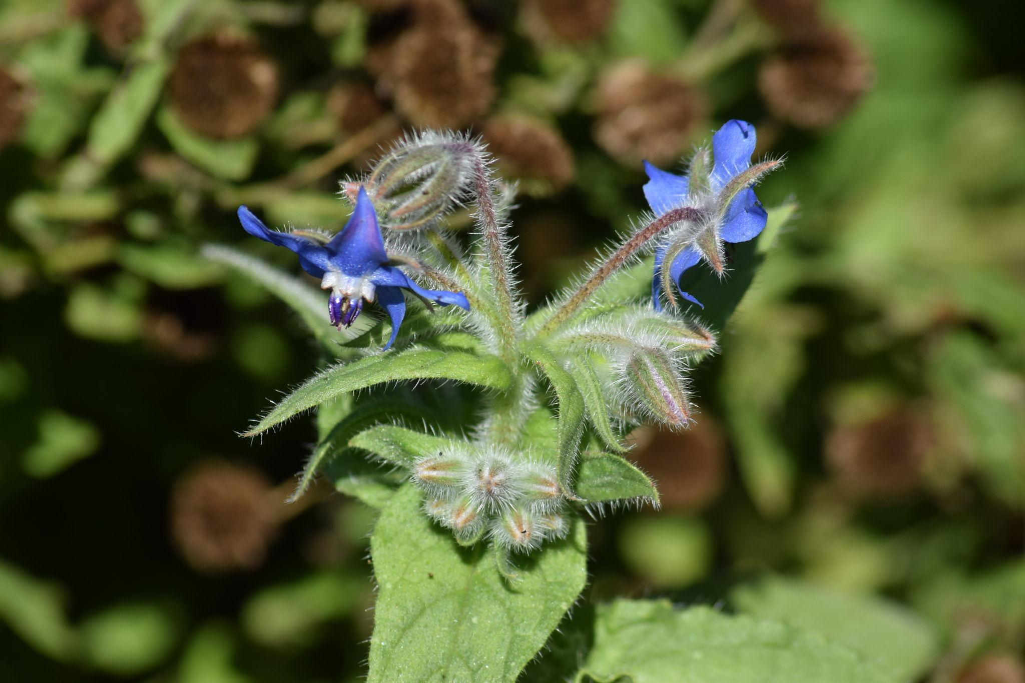 Sigma 70-300mm F4-5.6 APO Macro Super II sample photo. Blue flowers photography