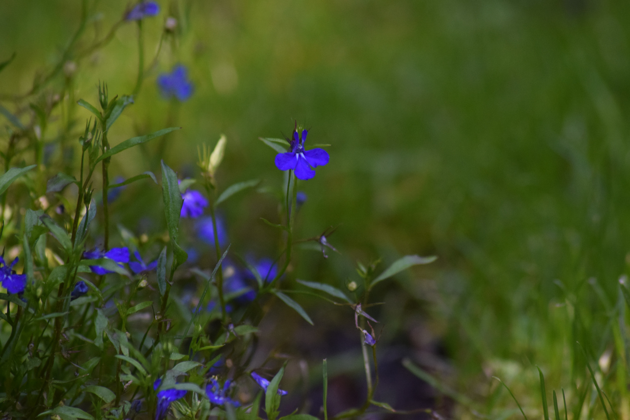 Sigma 70-300mm F4-5.6 APO Macro Super II sample photo. Blue flowers photography