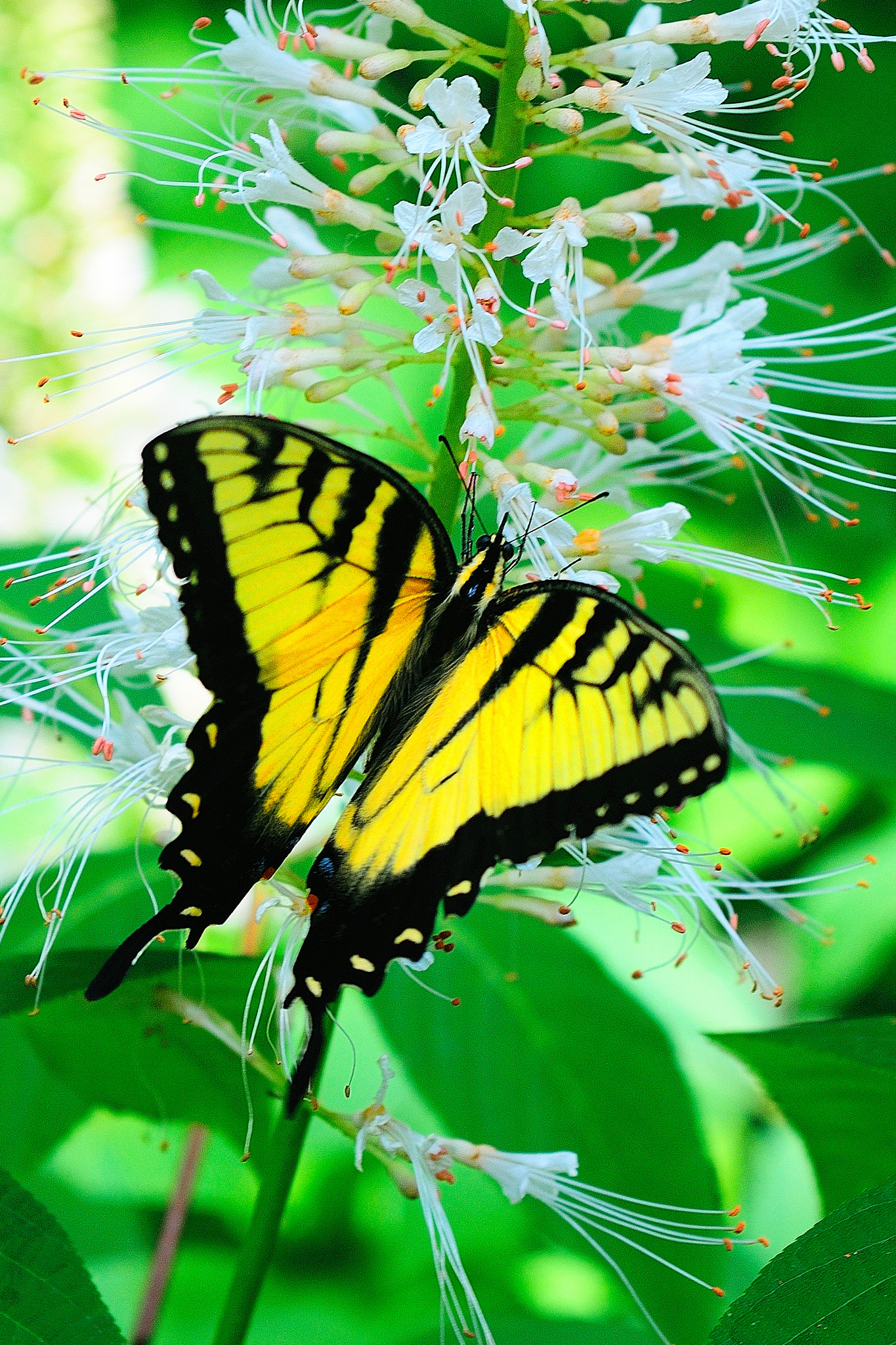 Nikon D300 + AF Zoom-Nikkor 35-70mm f/2.8D sample photo. Social media butterfly photography