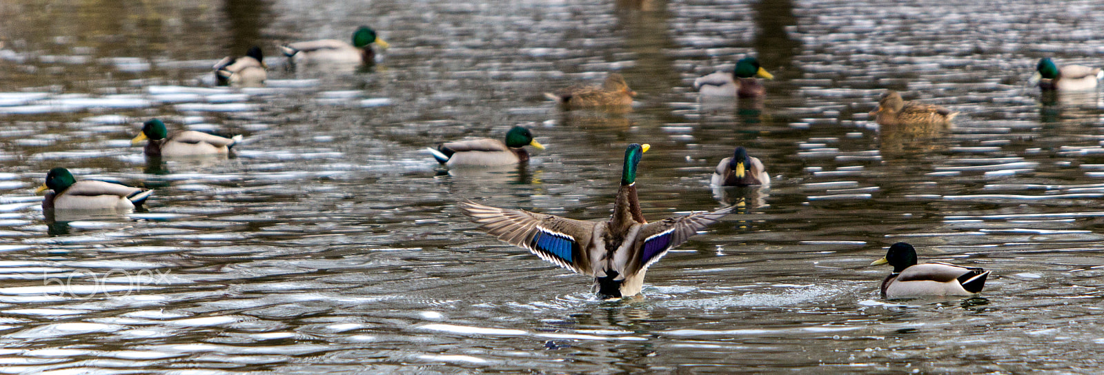 Canon EF 70-200mm F2.8L IS USM sample photo. Birdie photography