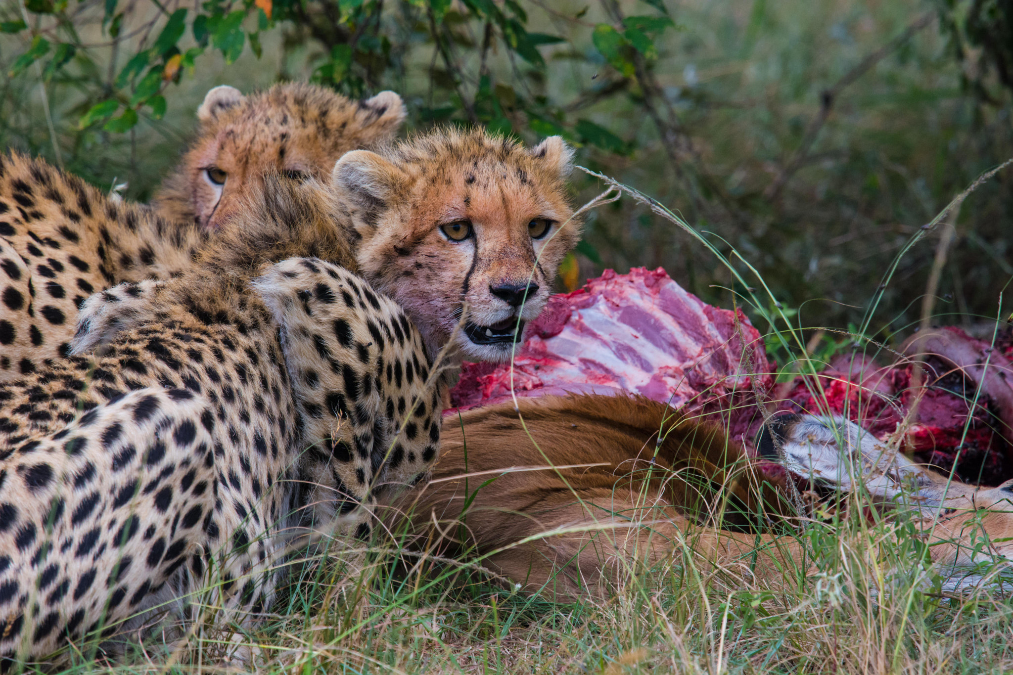 Nikon Nikkor AF-S 300mm F4E PF ED VR sample photo. Fresh feast photography