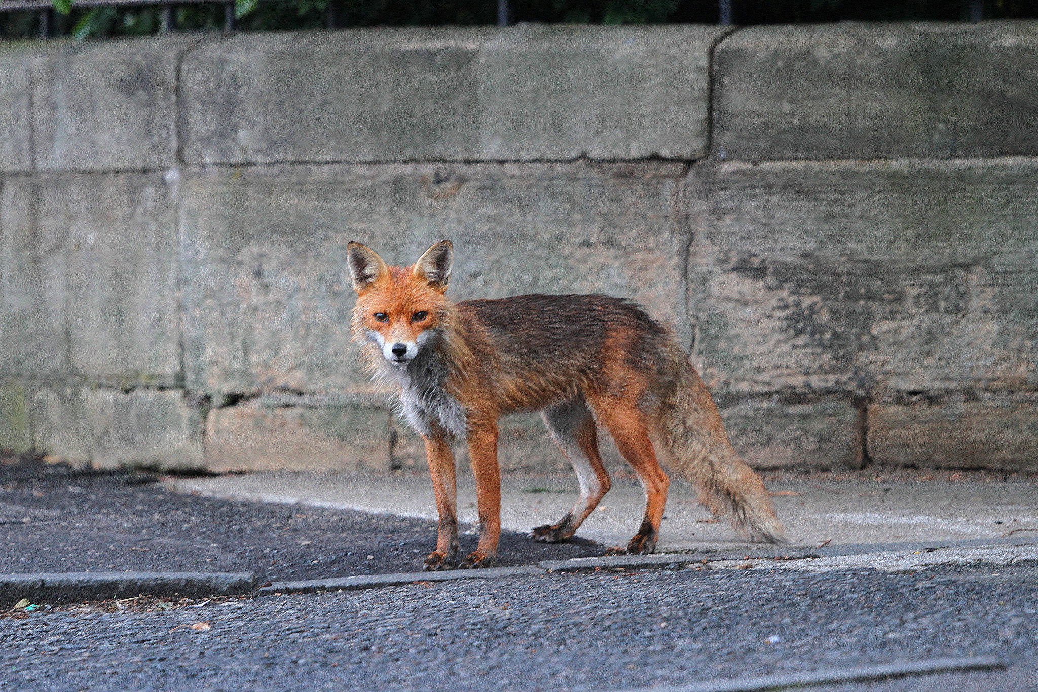Canon EF 500mm F4L IS II USM sample photo. Red fox photography