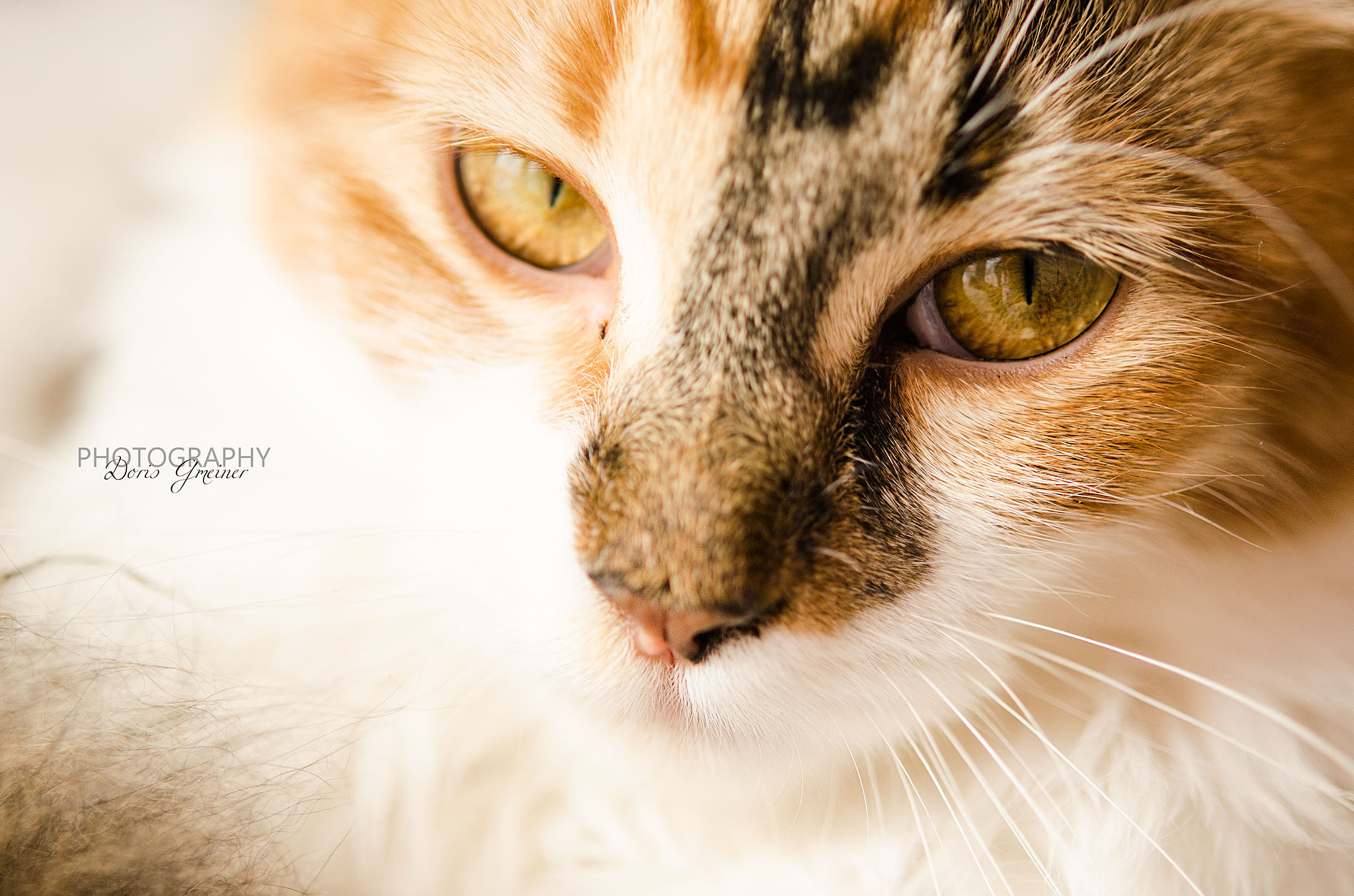 Nikon AF-S Micro-Nikkor 60mm F2.8G ED sample photo. Candys photography