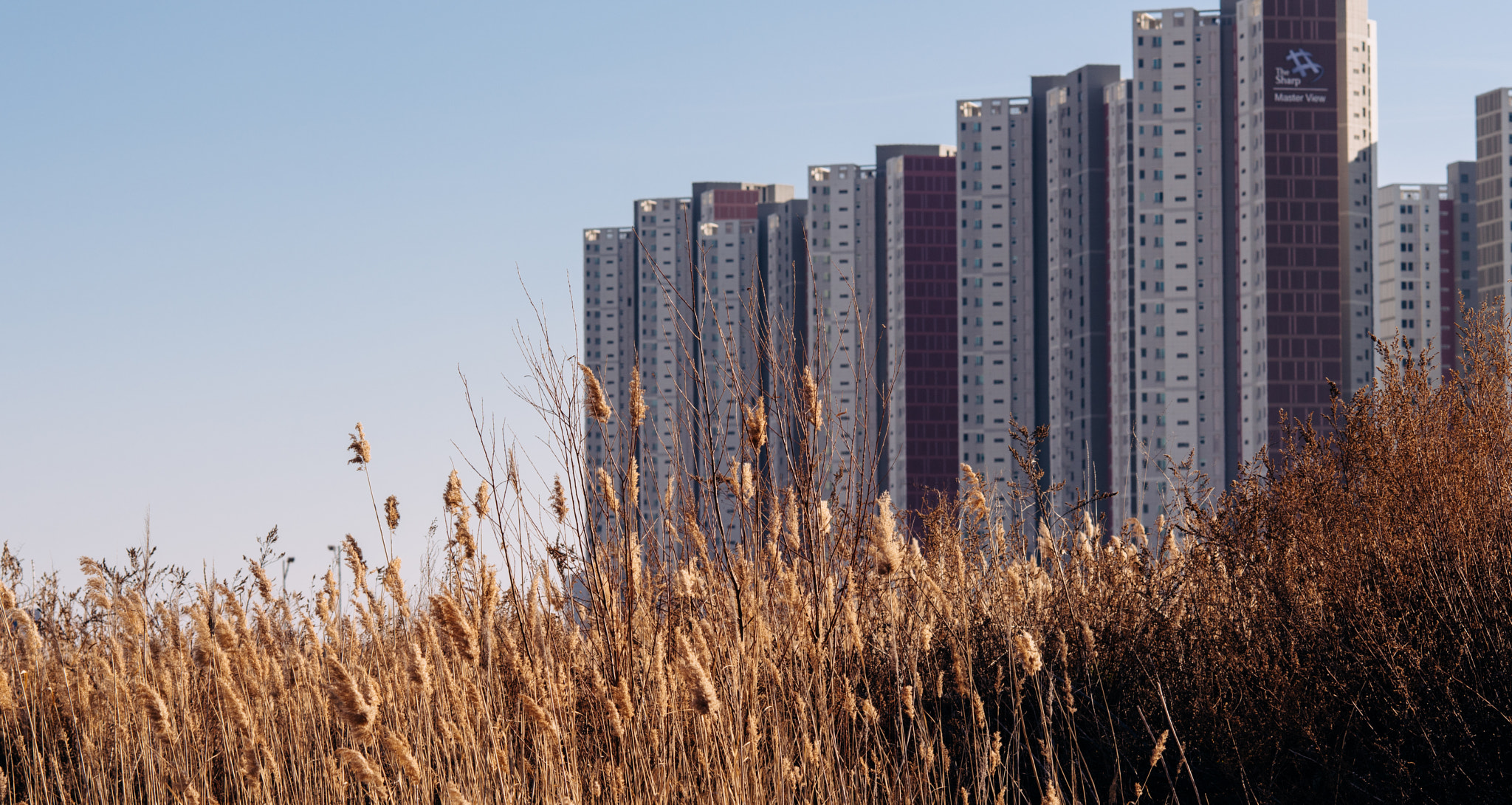 Nikon D810 + Nikon AF Nikkor 105mm F2D DC sample photo. The silvergrass against apartments photography