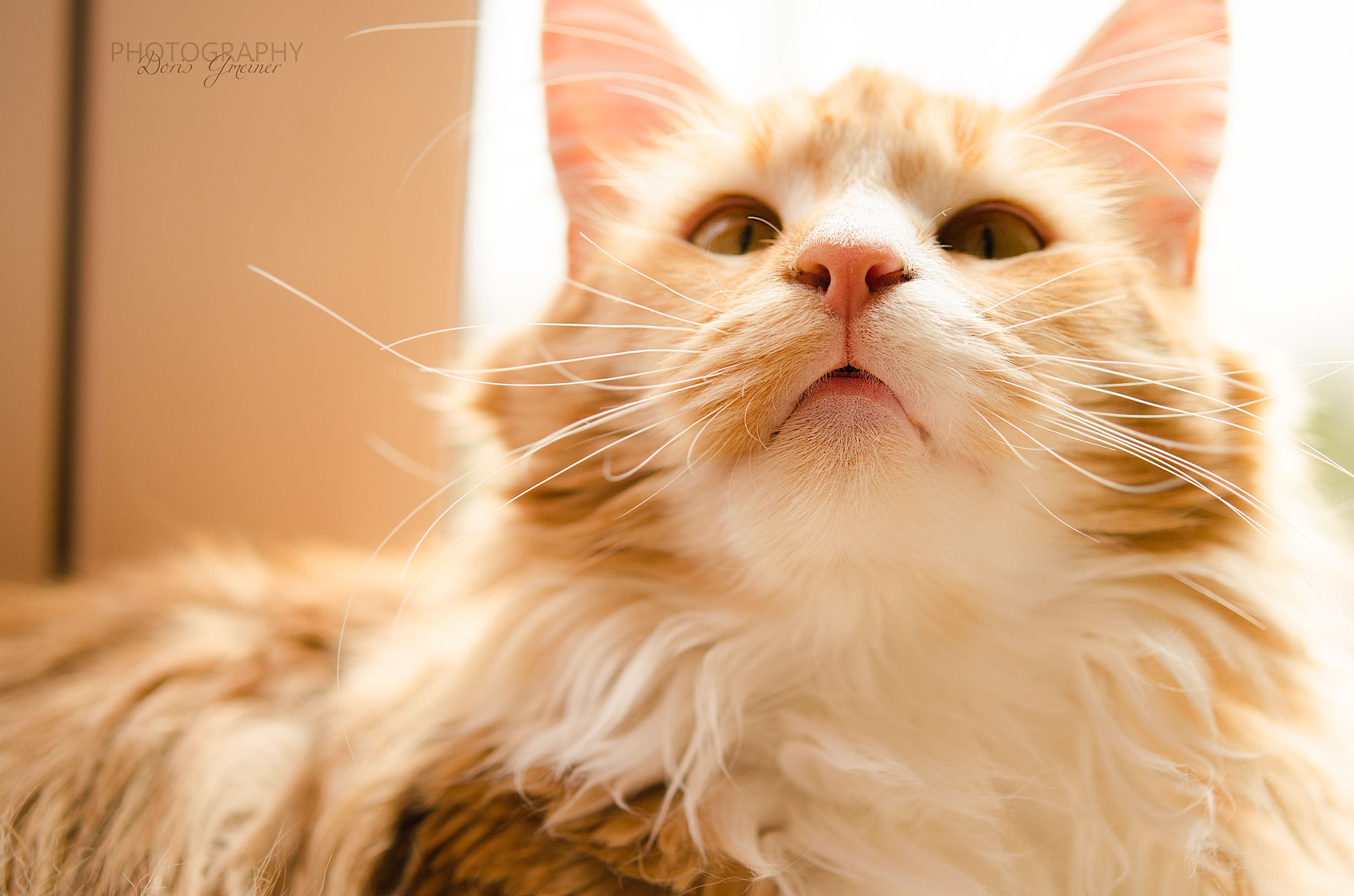 Nikon AF-S Micro-Nikkor 60mm F2.8G ED sample photo. Pepper photography