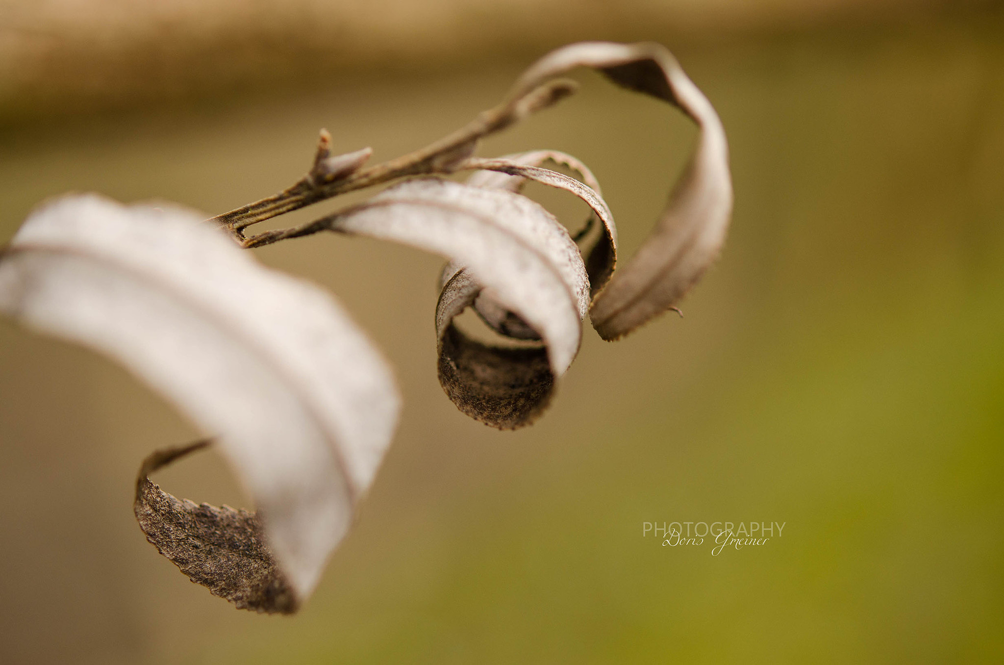 Nikon AF-S Micro-Nikkor 60mm F2.8G ED sample photo. Death craps photography