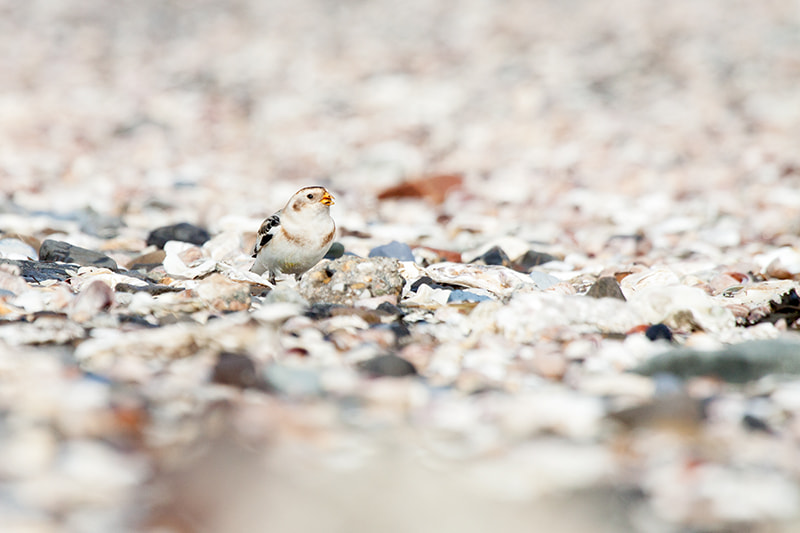 Canon EF 100-400mm F4.5-5.6L IS USM sample photo. Camo snow bunting photography