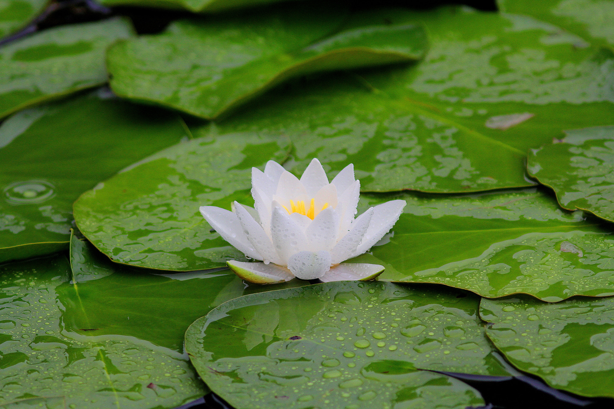 Canon EF 300mm F4L IS USM sample photo. Water lily photography