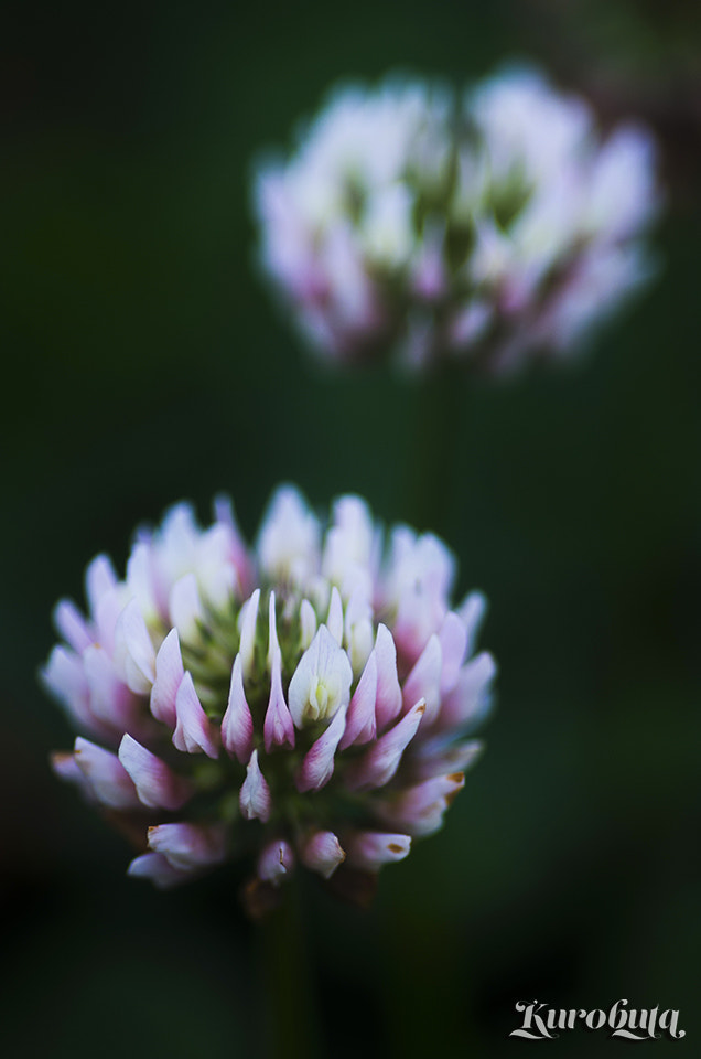 Pentax smc D-FA 100mm F2.8 Macro WR sample photo. White clover photography