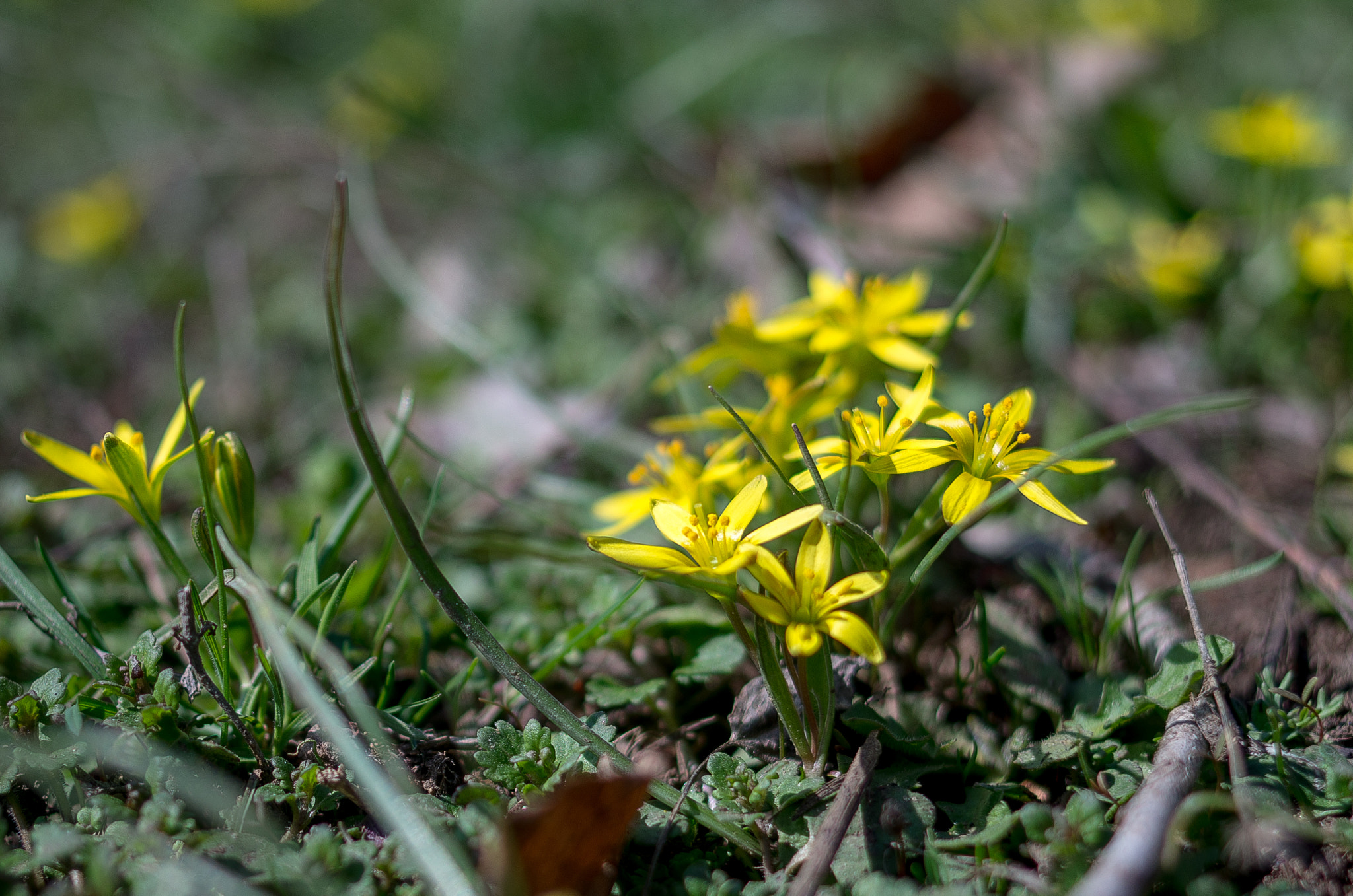 Pentax K-30 + Pentax smc DA 35mm F2.4 AL sample photo. Gagea // spring flowers photography