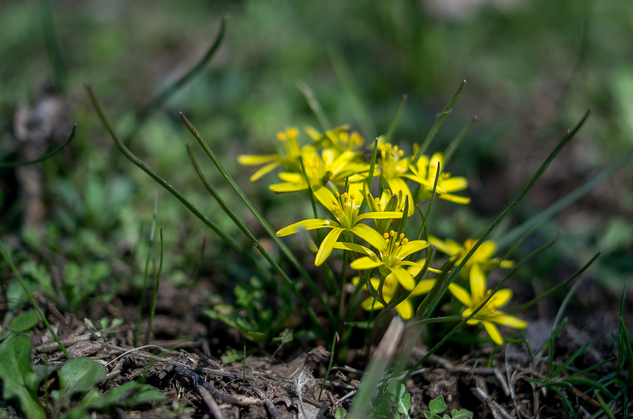 Pentax K-30 + Pentax smc DA 35mm F2.4 AL sample photo. Gagea // spring flowers photography