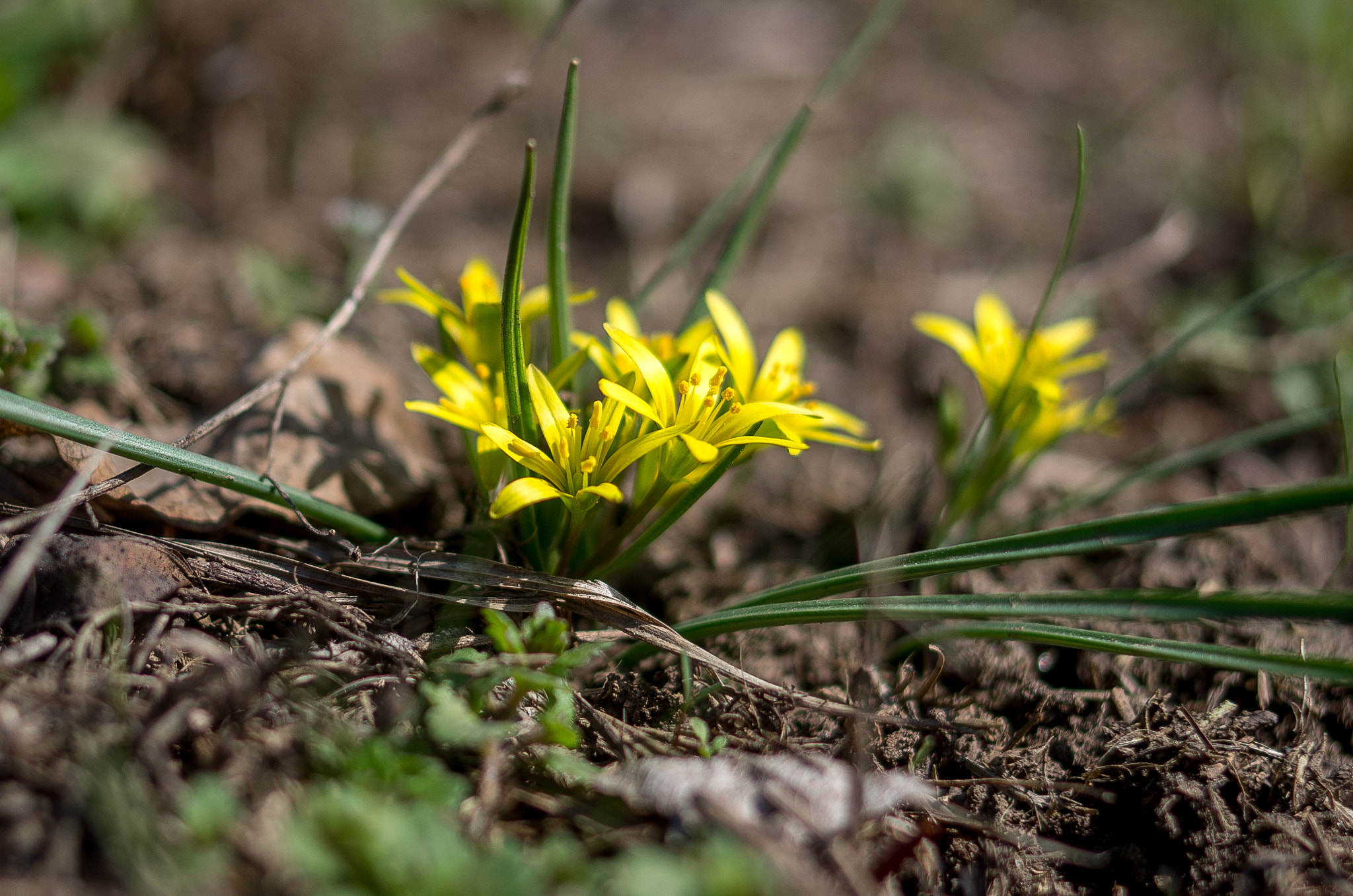 Pentax K-30 + Pentax smc DA 35mm F2.4 AL sample photo. Gagea // spring flowers photography