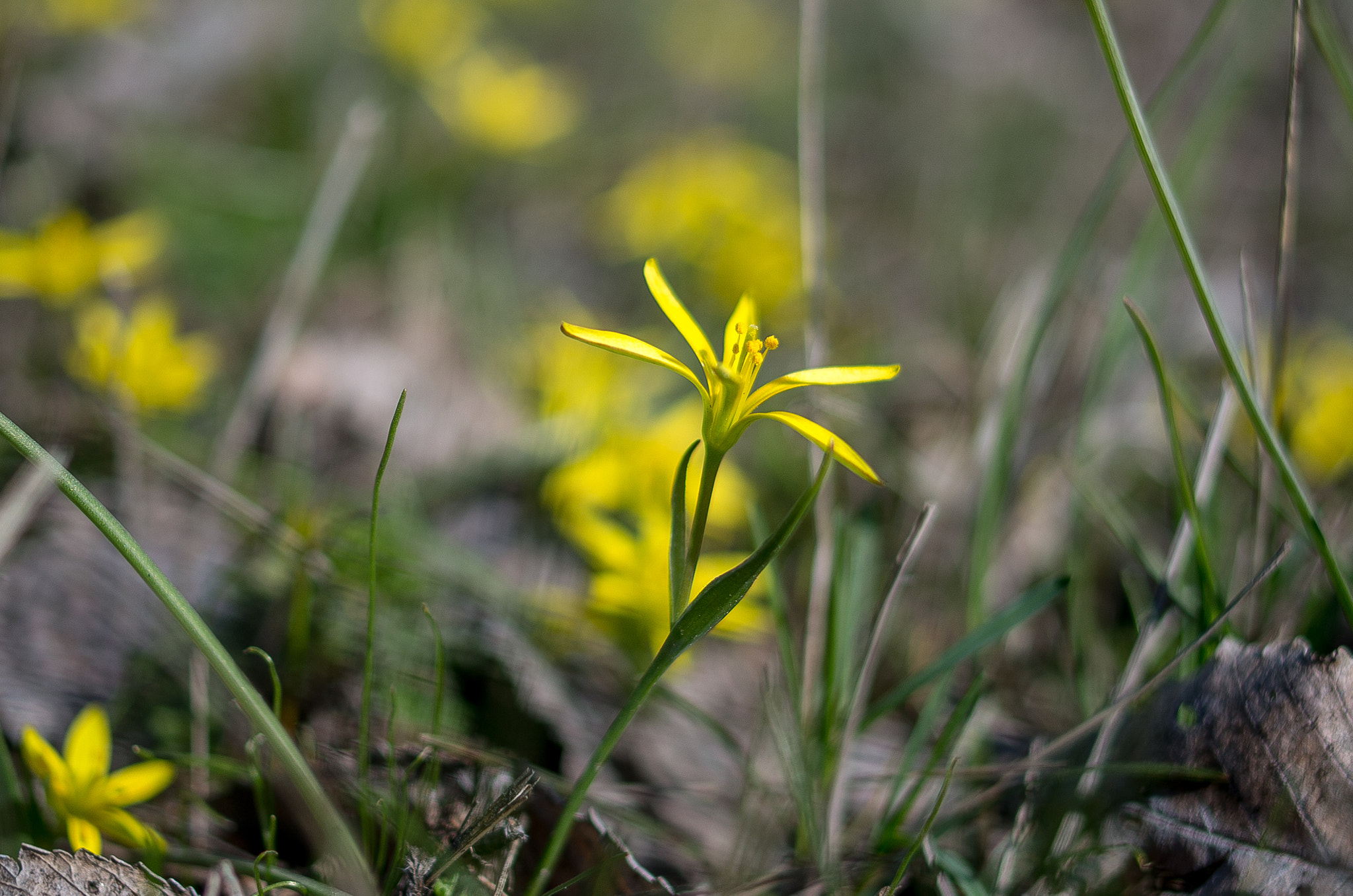 Pentax K-30 + Pentax smc DA 35mm F2.4 AL sample photo. Gagea // spring flowers photography