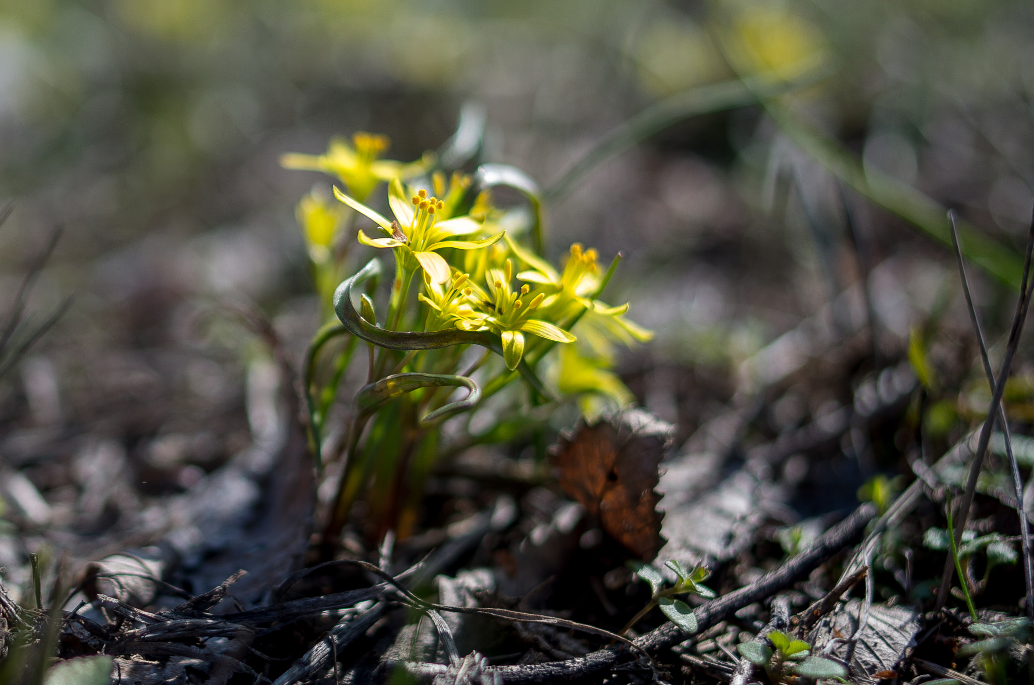 Pentax K-30 + Pentax smc DA 35mm F2.4 AL sample photo. Gagea // spring flowers photography