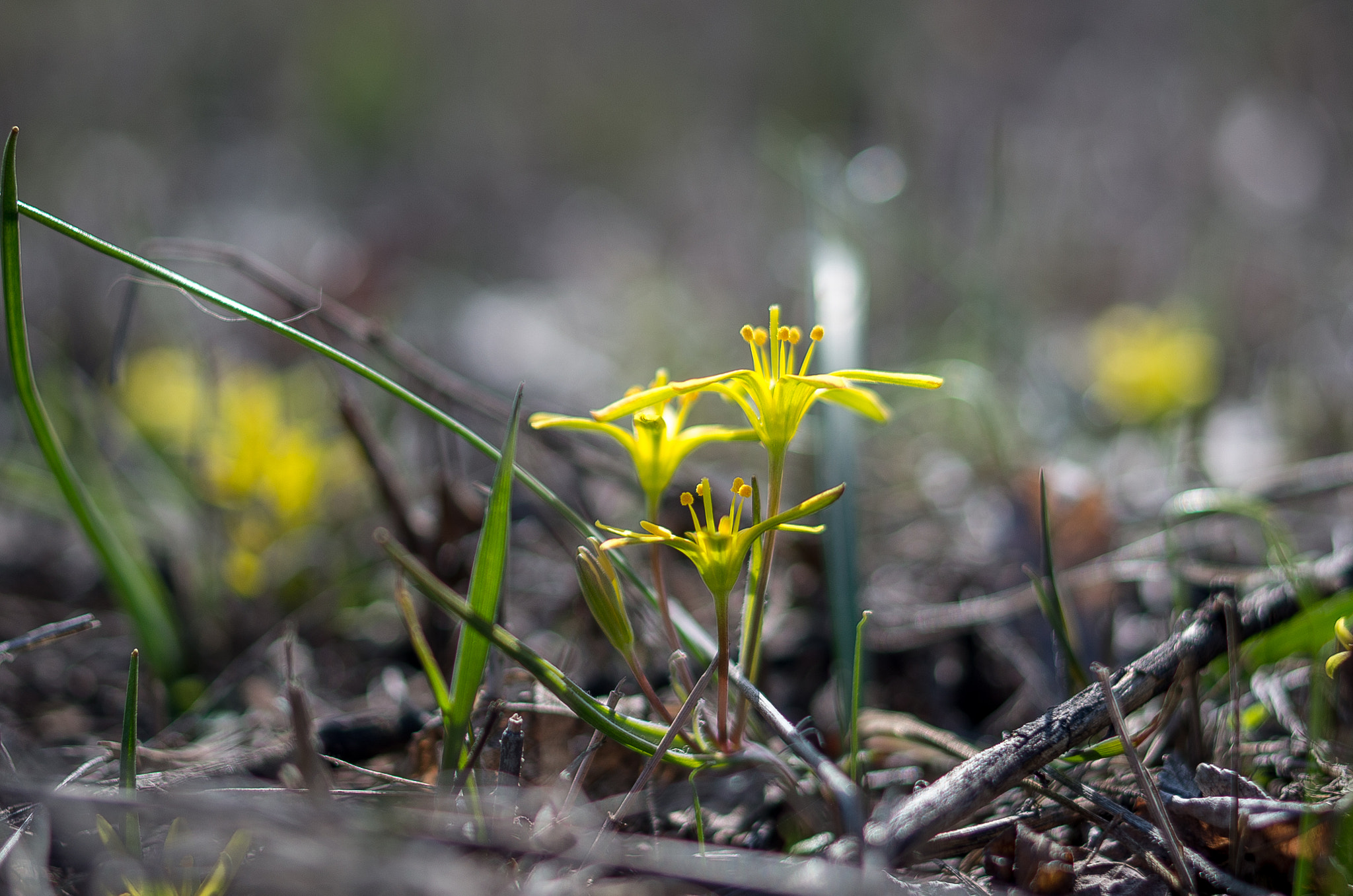 Pentax K-30 + Pentax smc DA 35mm F2.4 AL sample photo. Gagea // spring flowers photography