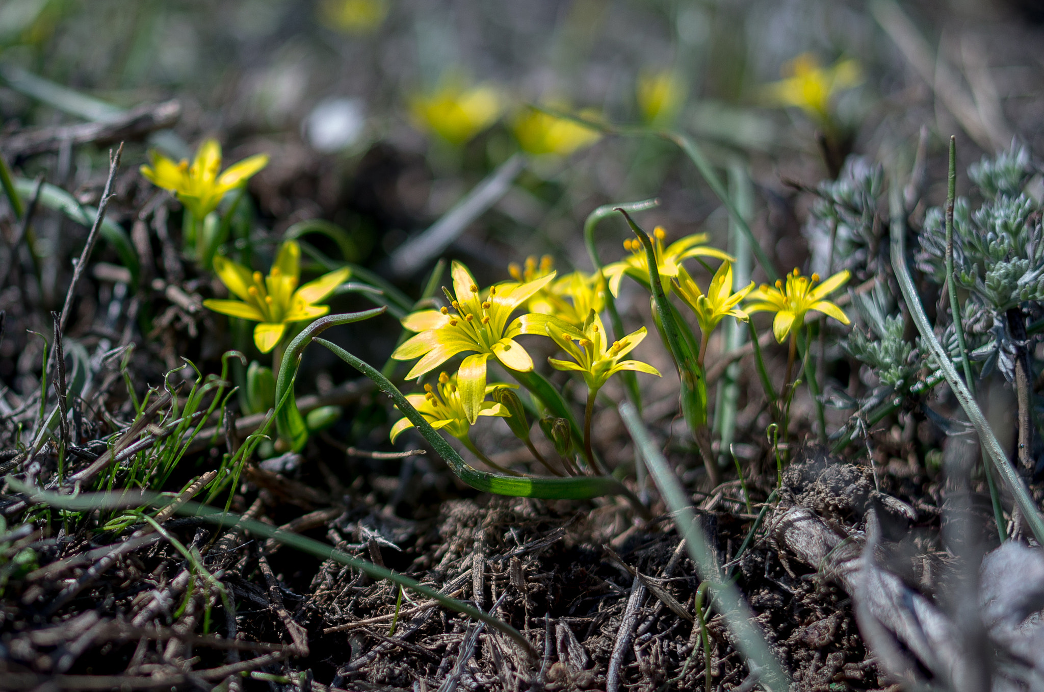Pentax K-30 + Pentax smc DA 35mm F2.4 AL sample photo. Gagea // spring flowers photography