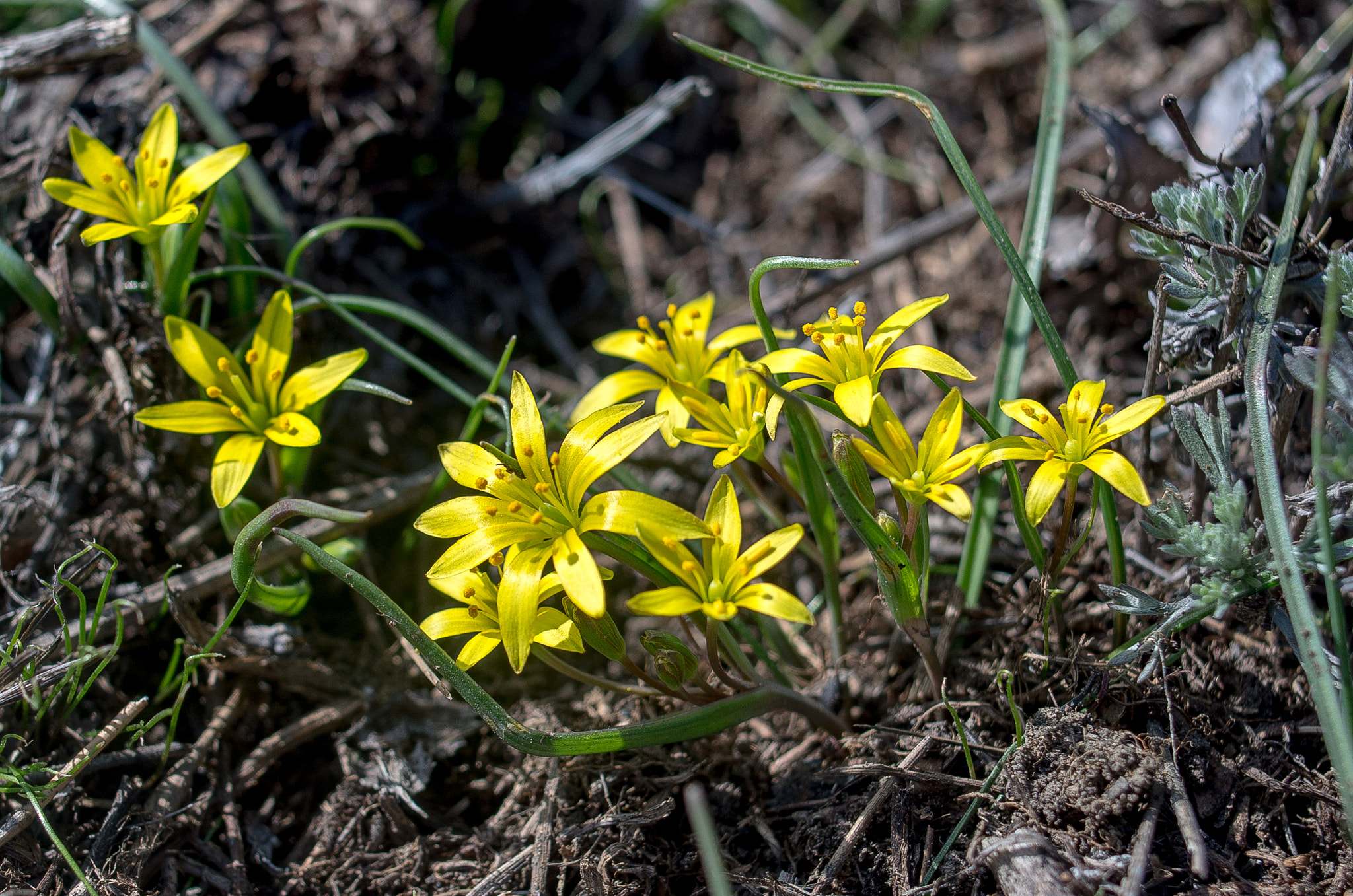 Pentax K-30 + Pentax smc DA 35mm F2.4 AL sample photo. Gagea // spring flowers photography
