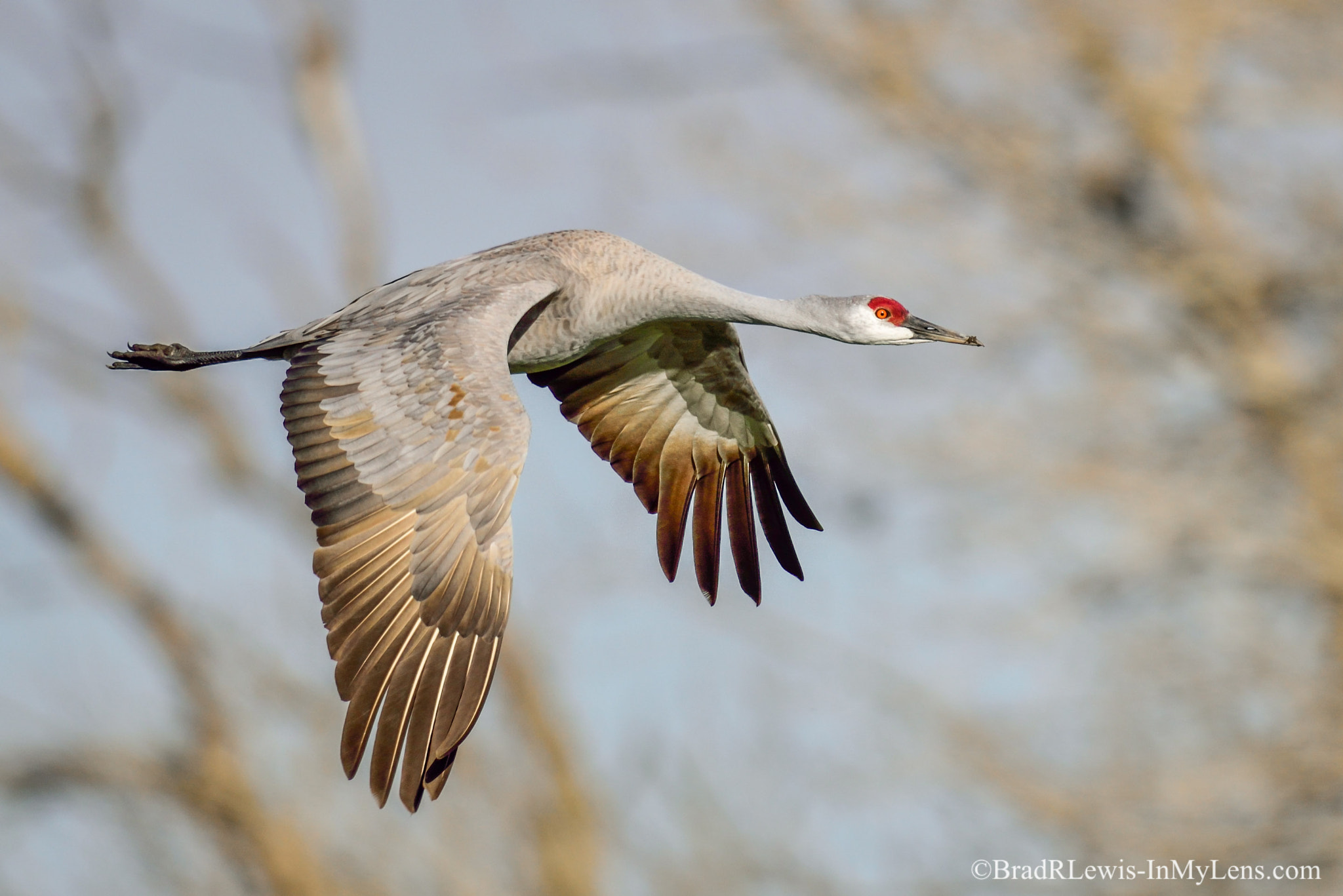 Nikon D810 + Sigma 24-60mm F2.8 EX DG sample photo. Sandhill crane photography