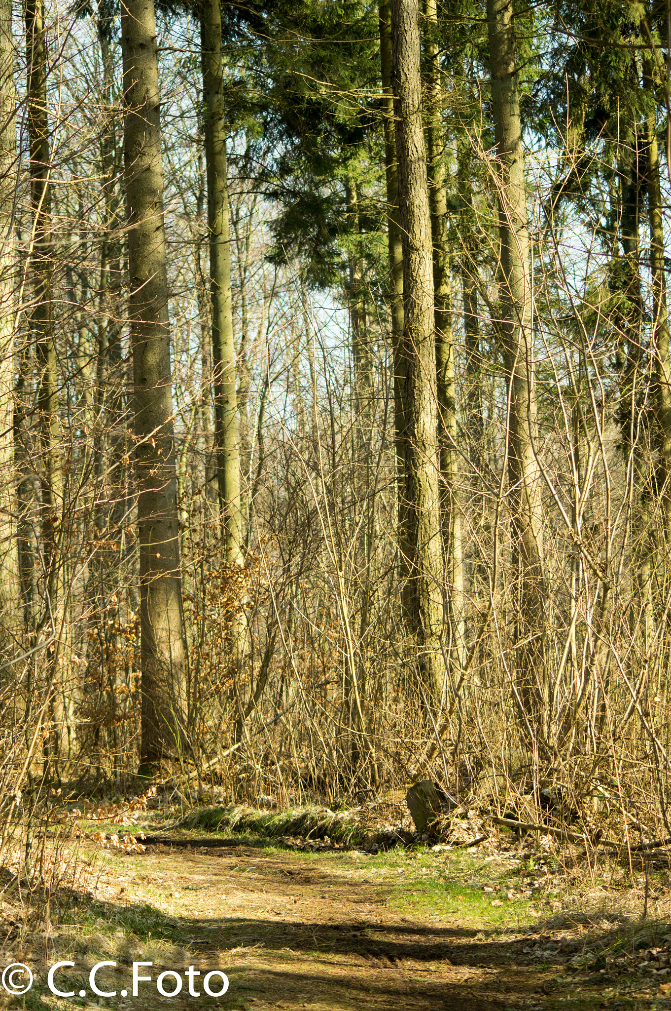 Sony SLT-A37 + Sigma 70-300mm F4-5.6 DL Macro sample photo. Sorø og dianalund photography