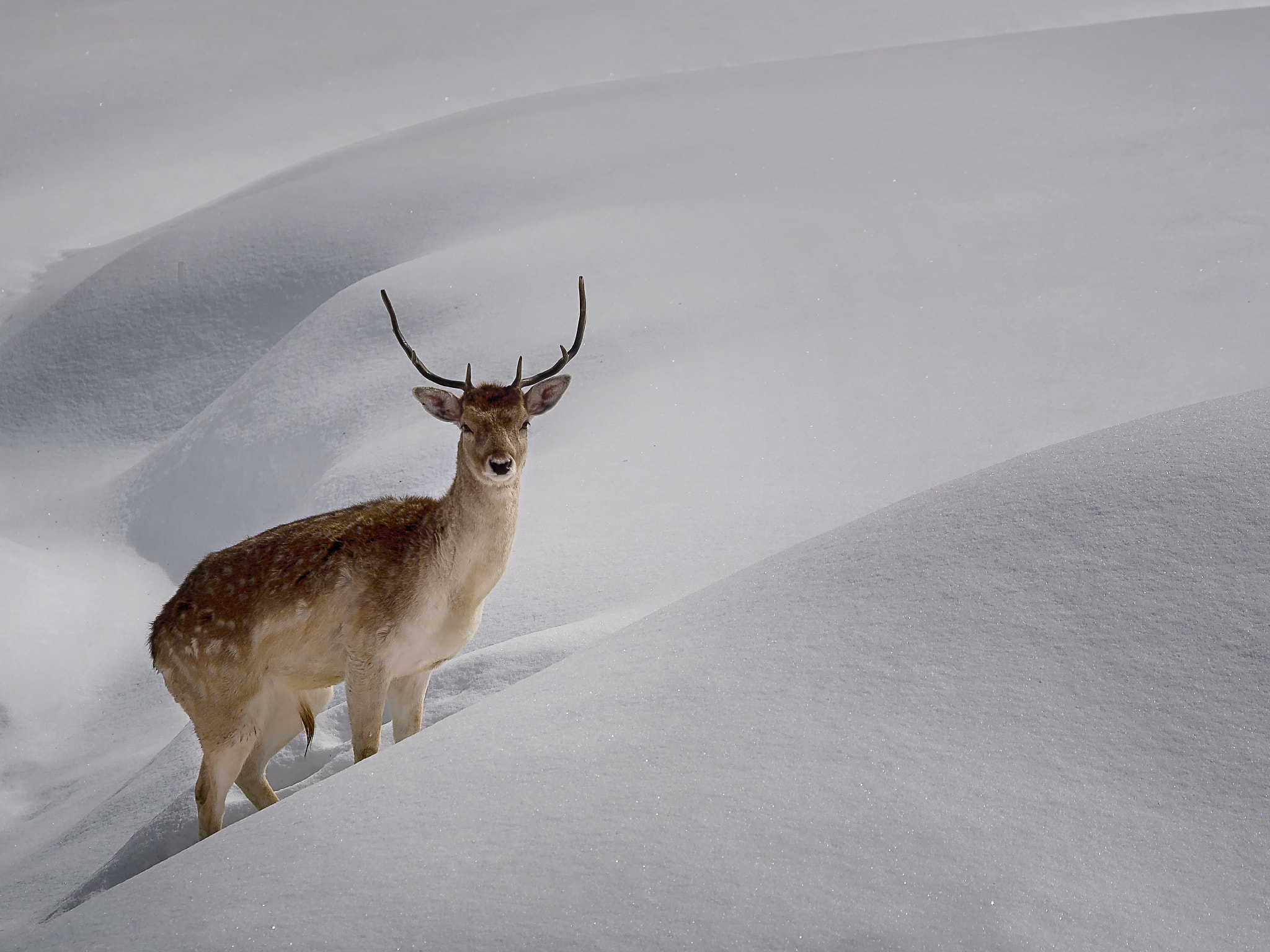 Olympus OM-D E-M5 sample photo. Winter forest tales photography