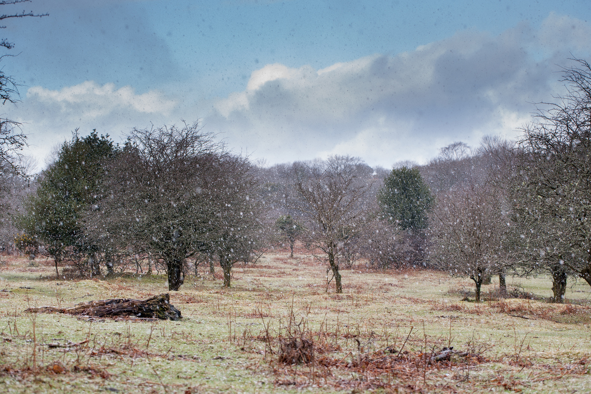 Canon EOS-1Ds Mark II sample photo. Final major project documenting dartmoor ponies, yelverton. photography
