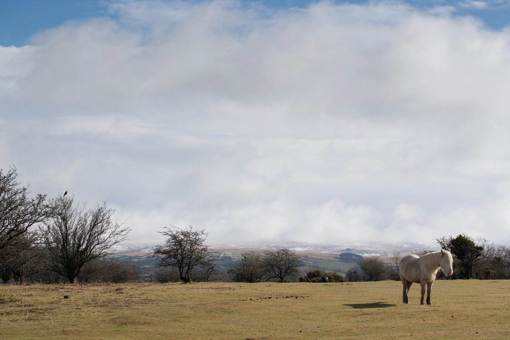 Canon EOS-1Ds Mark II sample photo. Final major project documenting dartmoor ponies, yelverton. photography