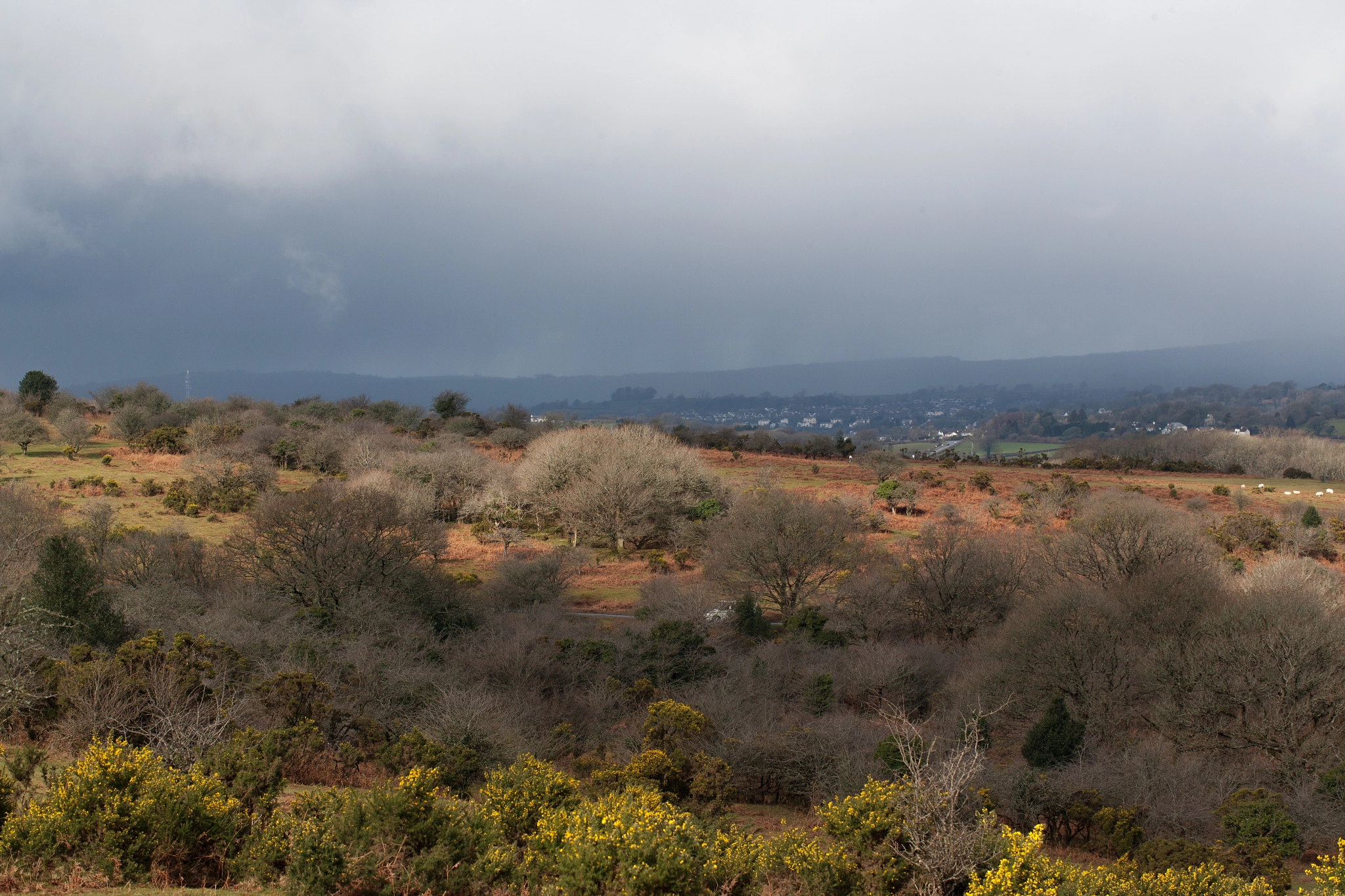 Canon EOS-1Ds Mark II sample photo. Final major project documenting dartmoor ponies, yelverton. photography