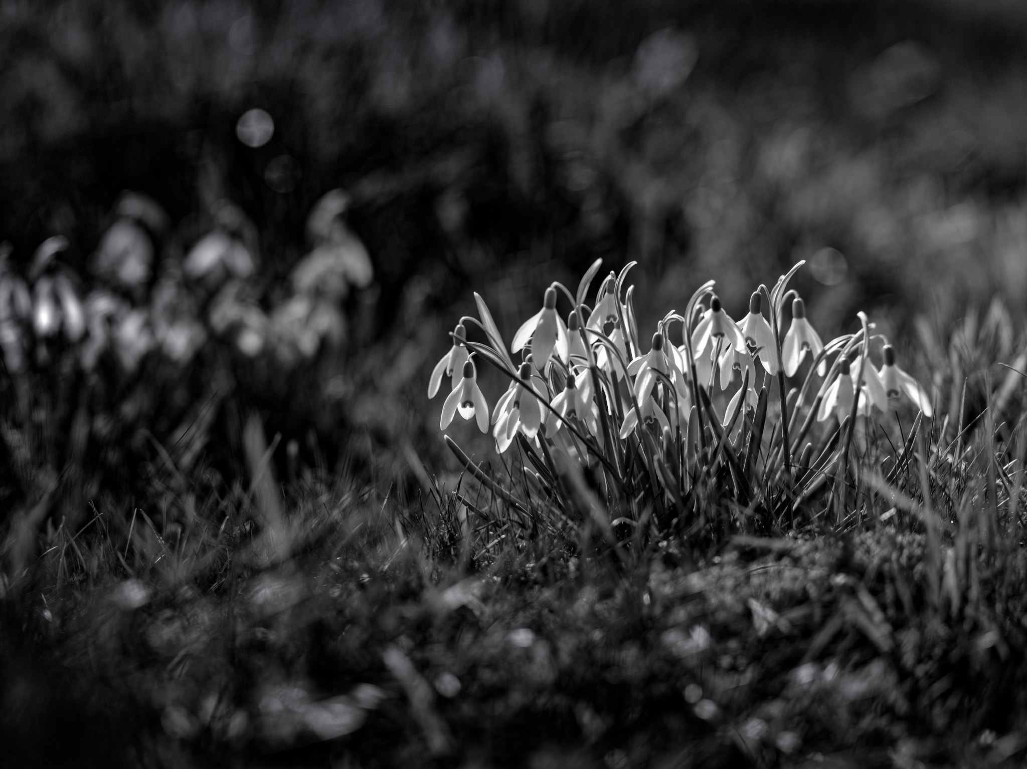 Hasselblad H5D sample photo. Spring light photography