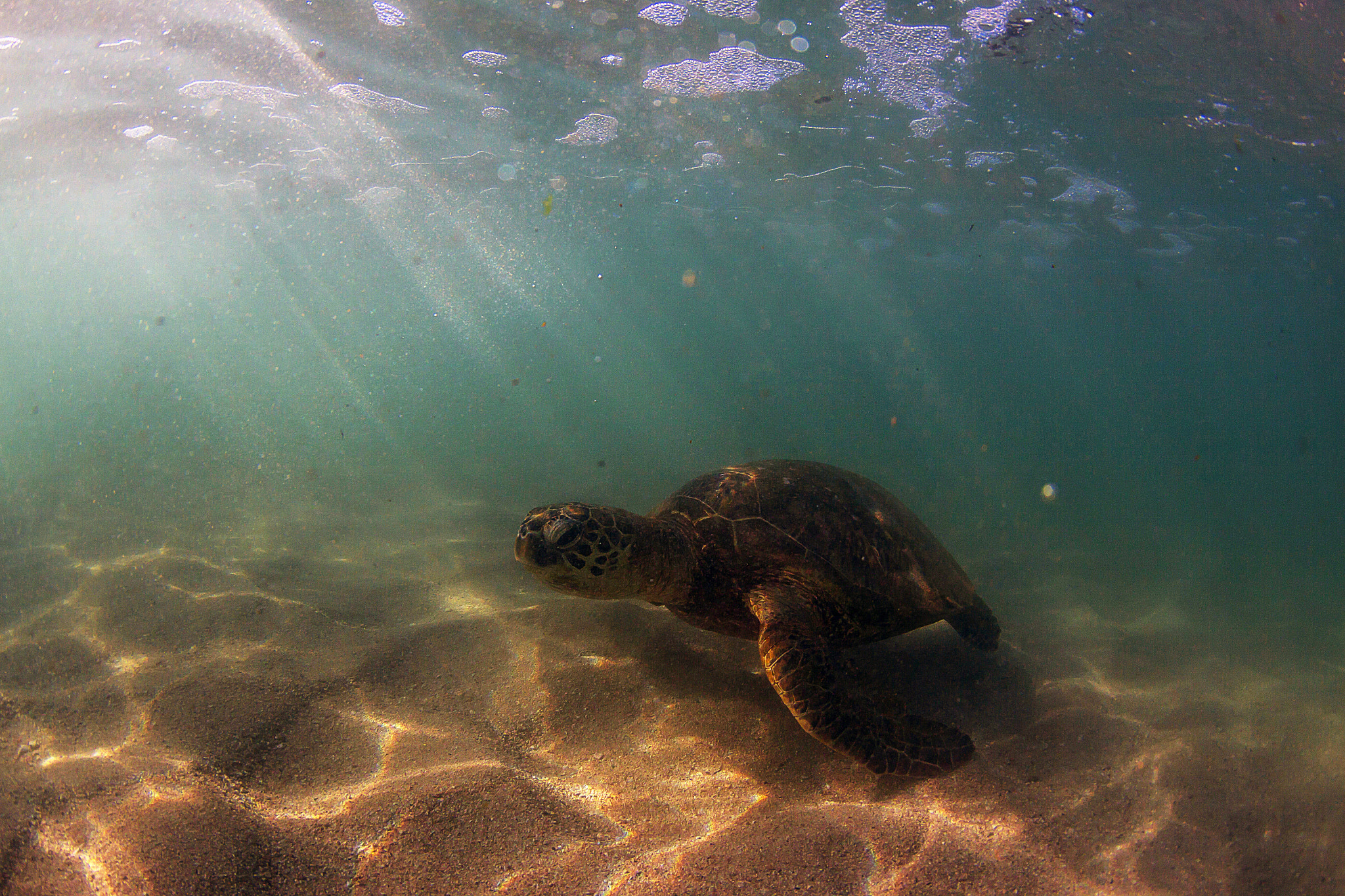 Canon EF 8-15mm F4L Fisheye USM sample photo. Sunrays and sea turtle photography