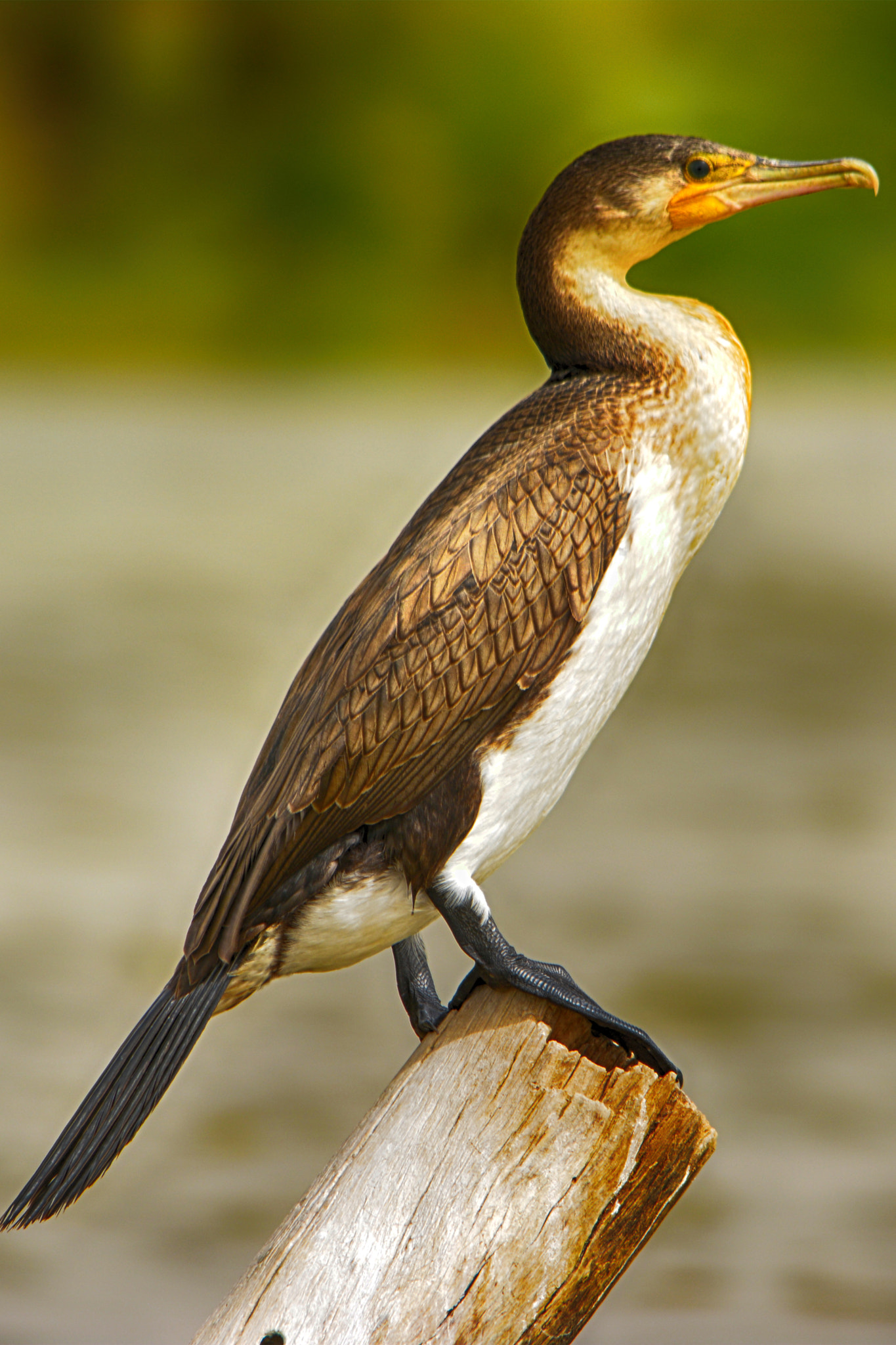 Nikon D5200 + Sigma 150-500mm F5-6.3 DG OS HSM sample photo. Phalacrocorax photography