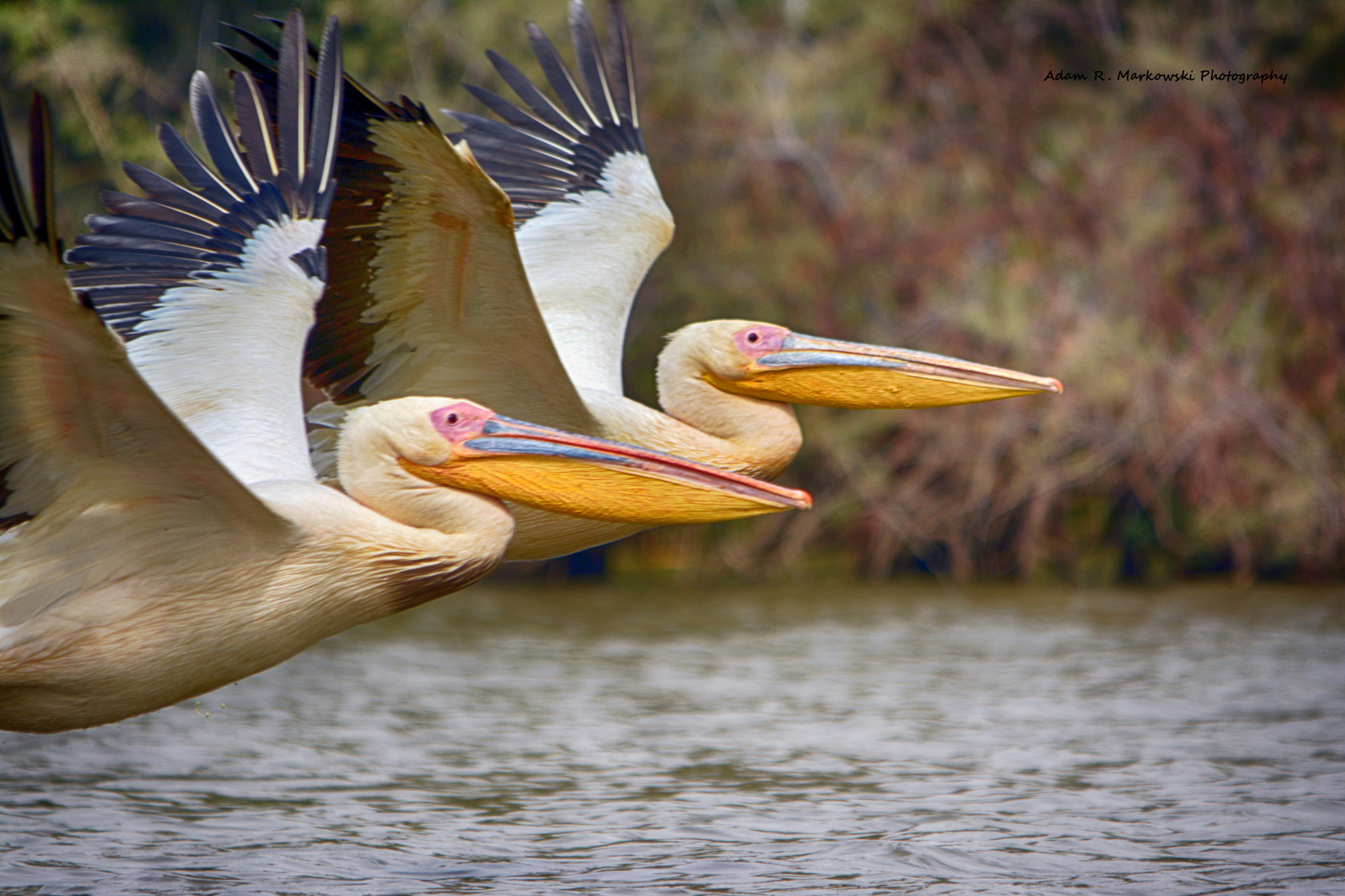 Sigma 150-500mm F5-6.3 DG OS HSM sample photo. Pelecanus photography