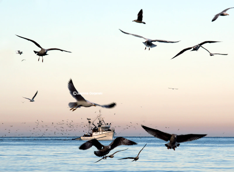 Olympus Zuiko Digital ED 40-150mm F4.0-5.6 sample photo. Morning return of fishermen photography